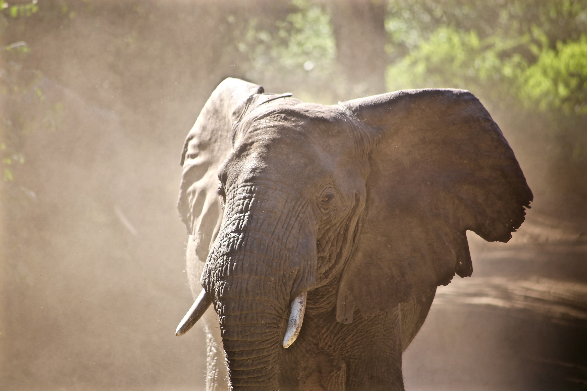 elephant lake manjara