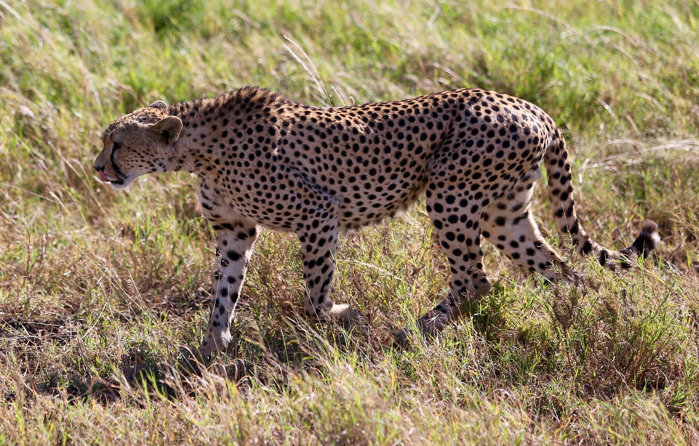 Cheetah Serengeti
