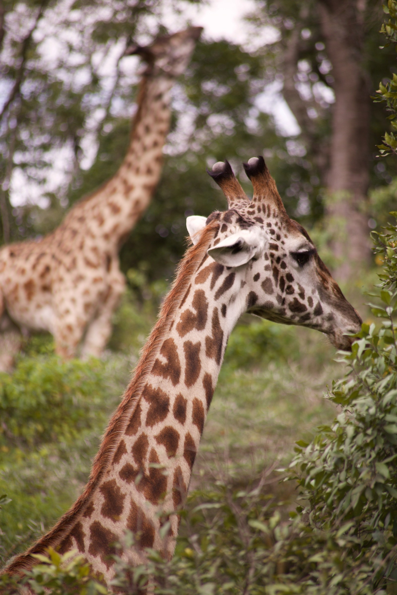 giraffes in Arusha