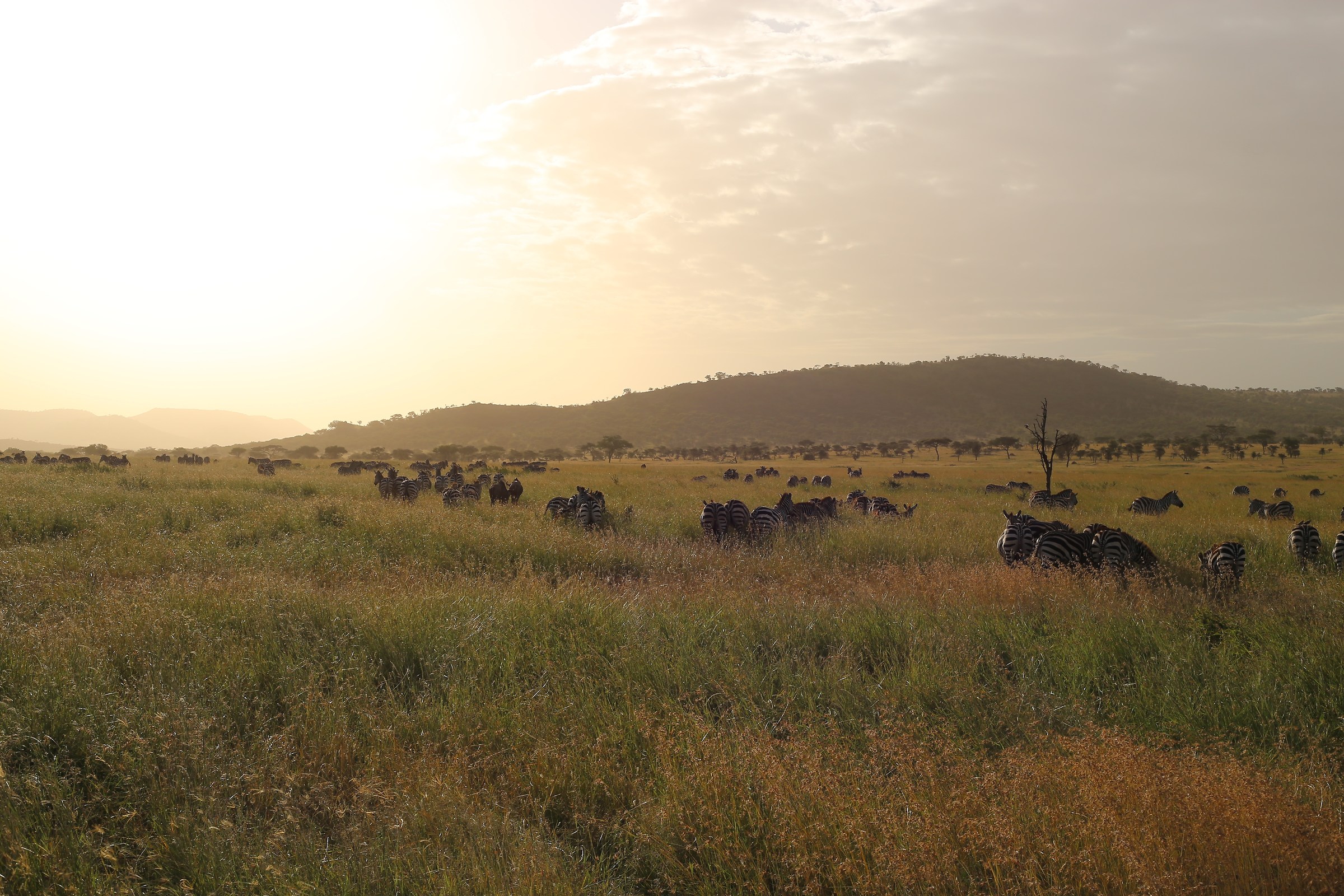Serengeti sunset