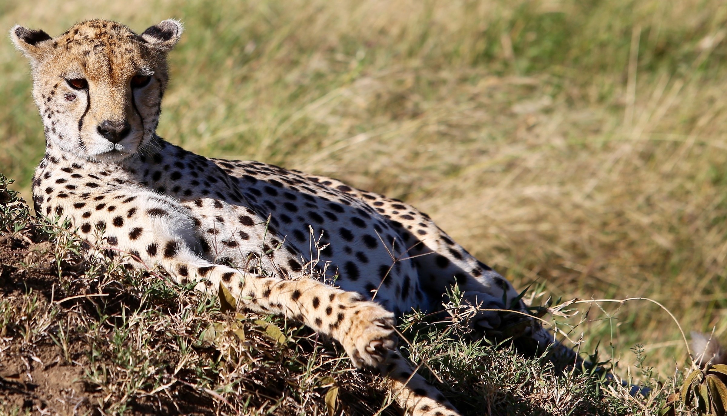 cheetah pregnant