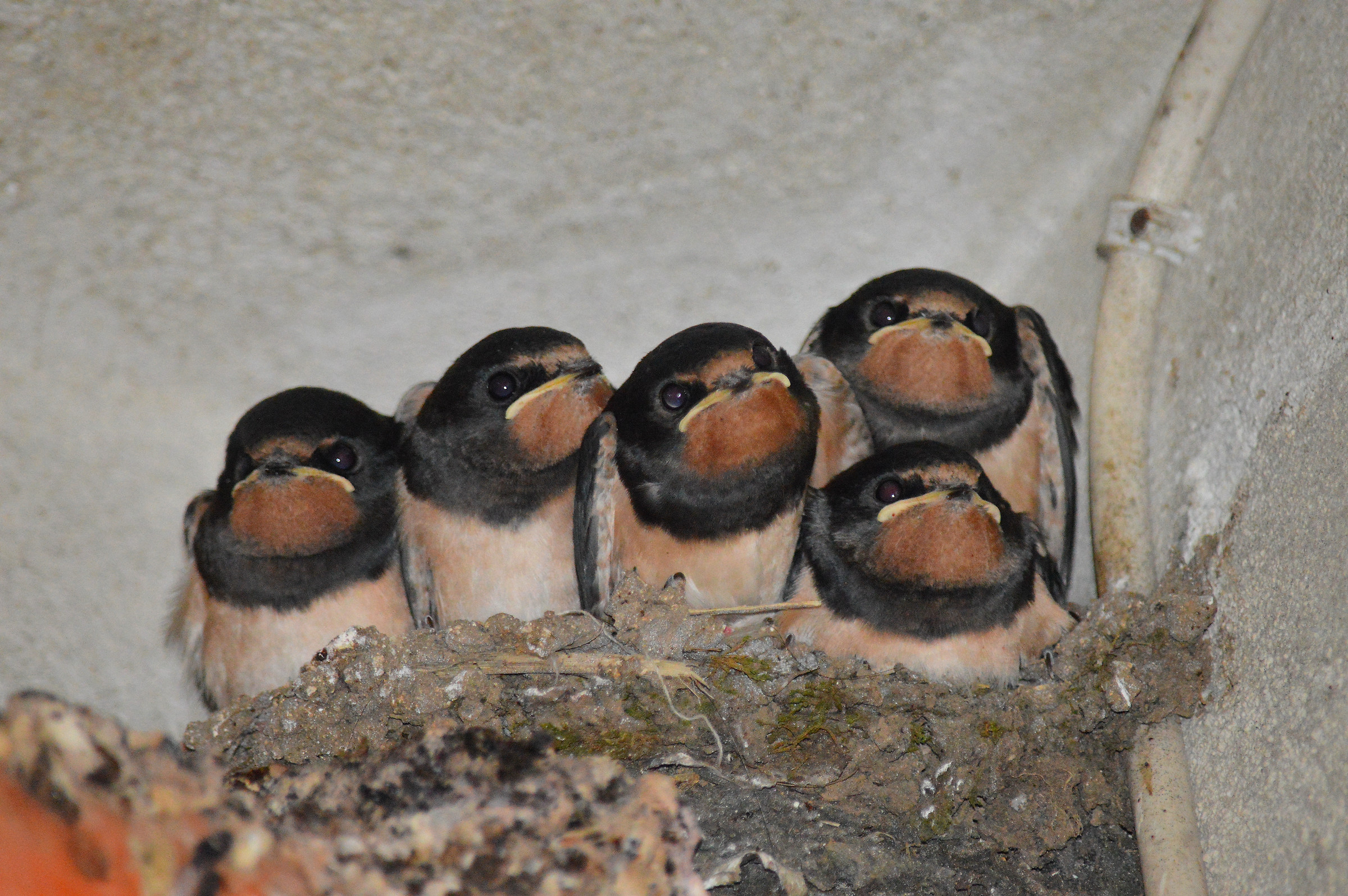 Swallow's Nest - Hirundo rustica