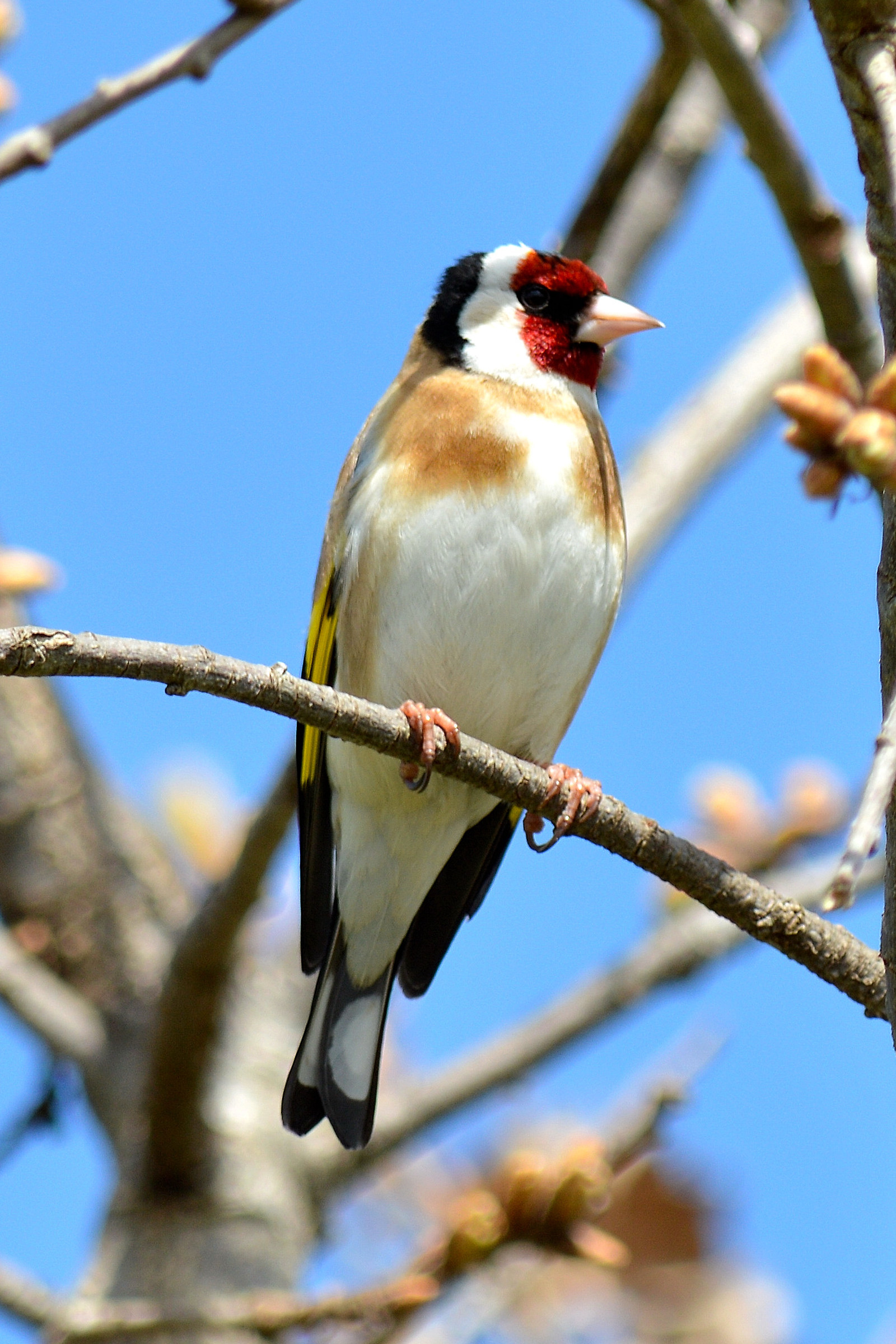 Goldfinch - Carduelis carduelis