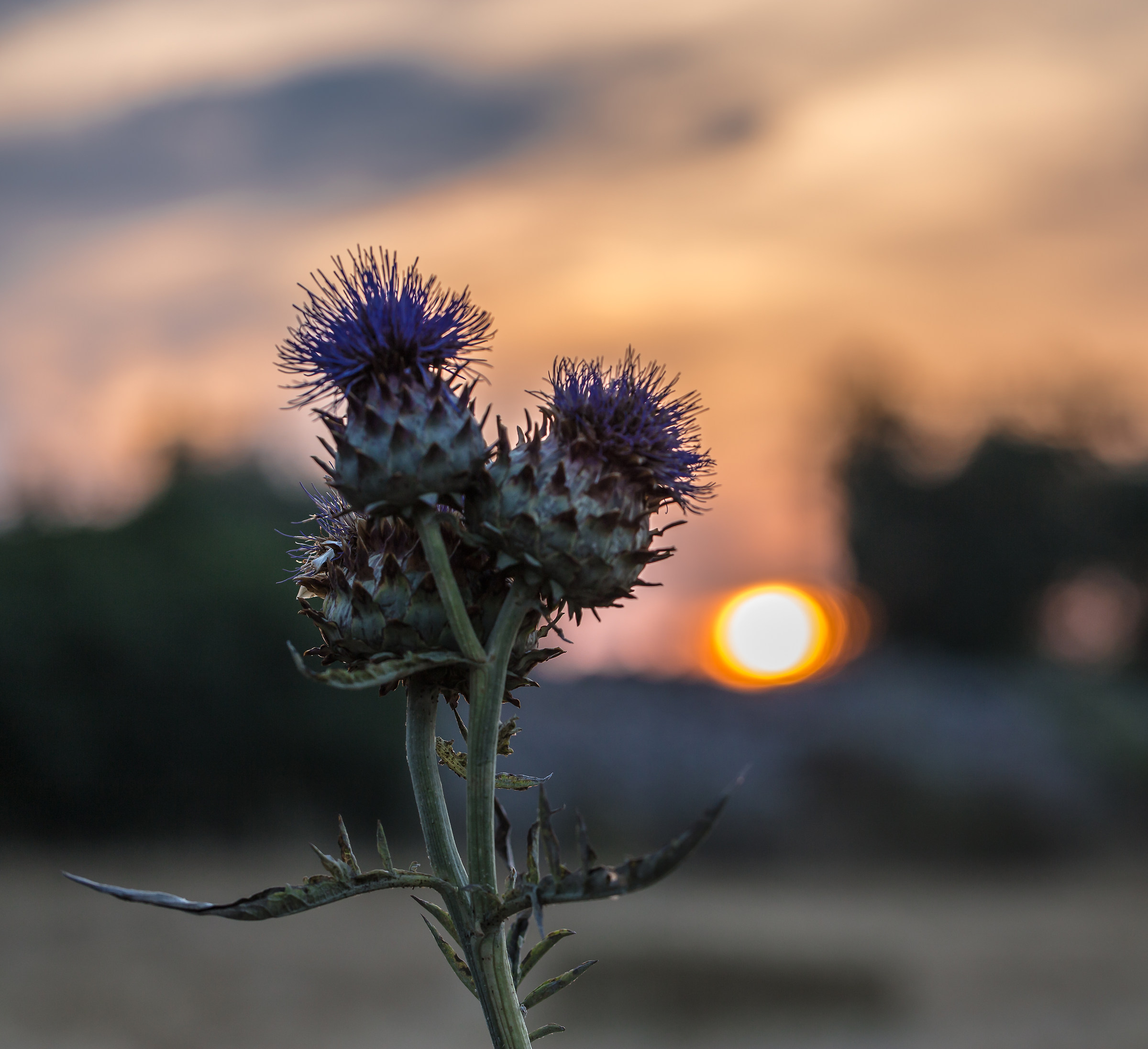 when you say artichoke