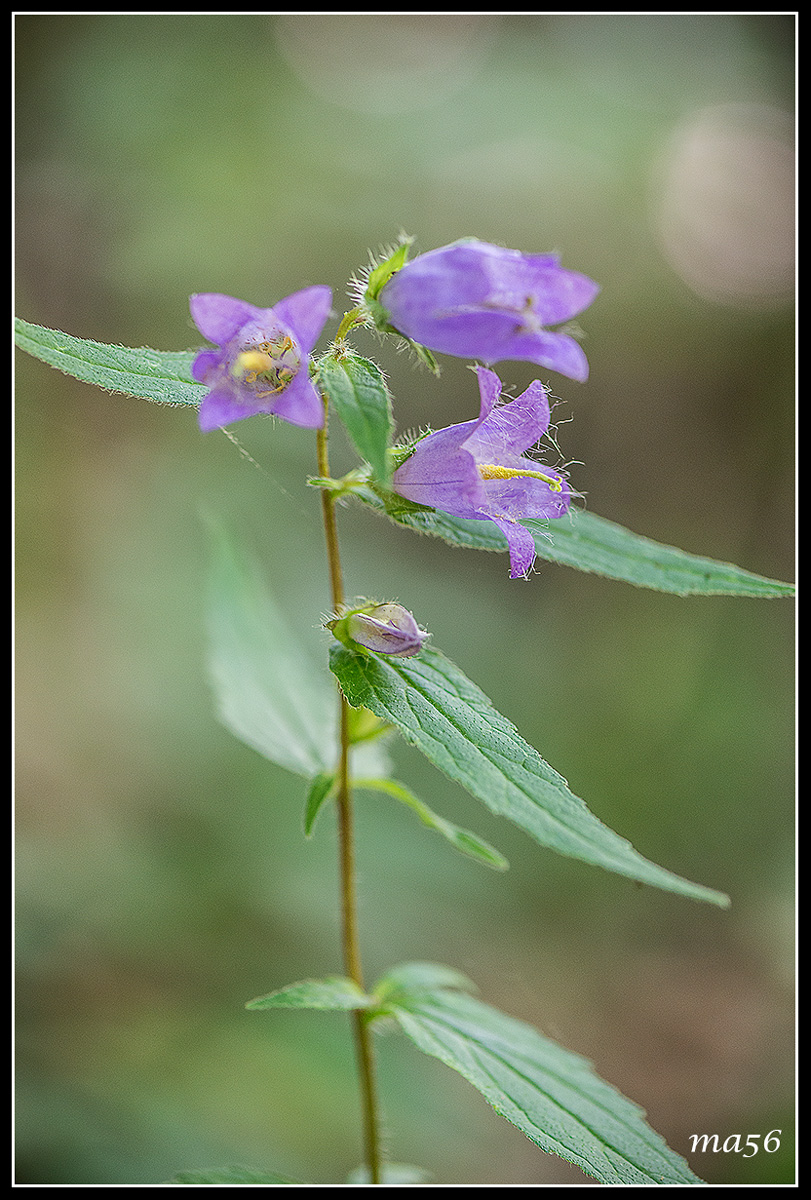 Campanula barbata