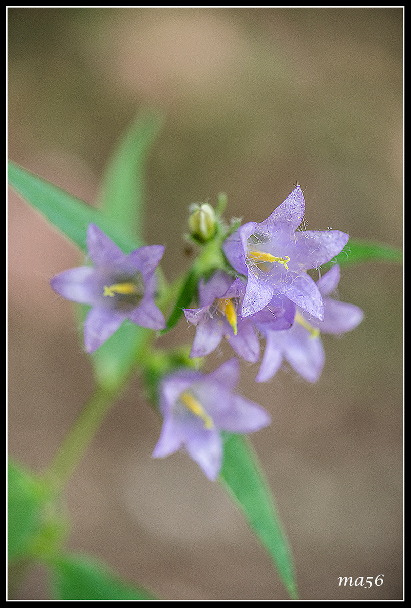 Campanula barbata