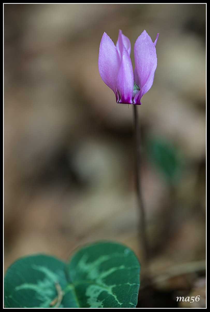cyclamen