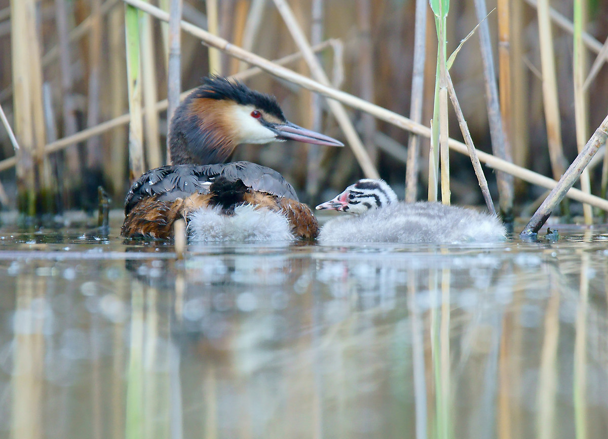 Grebe