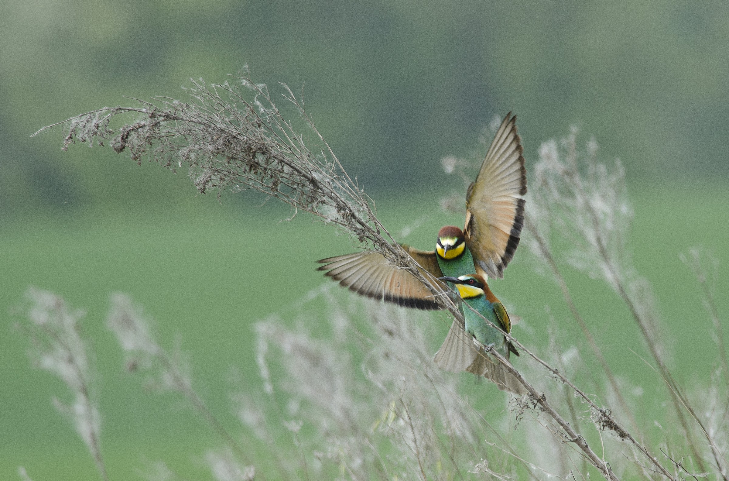 returned the bee-eaters