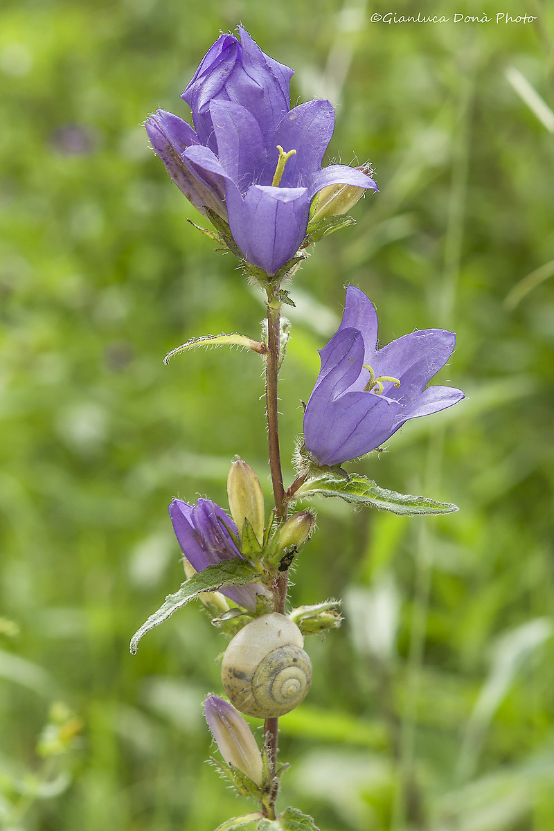 Nettle-leaved bellflower L., 1753
