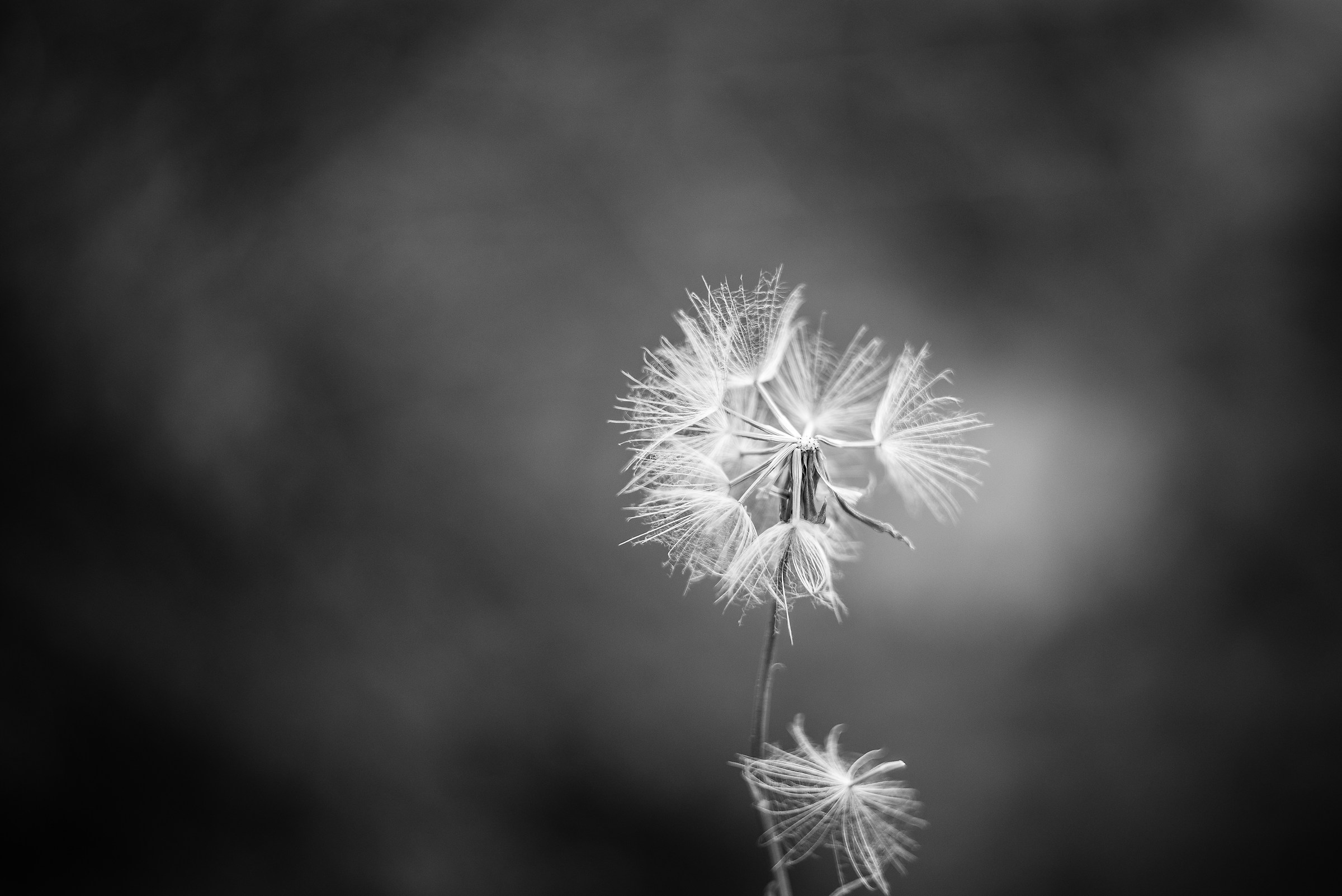 Dandhelios - dandelion + helios 44-2