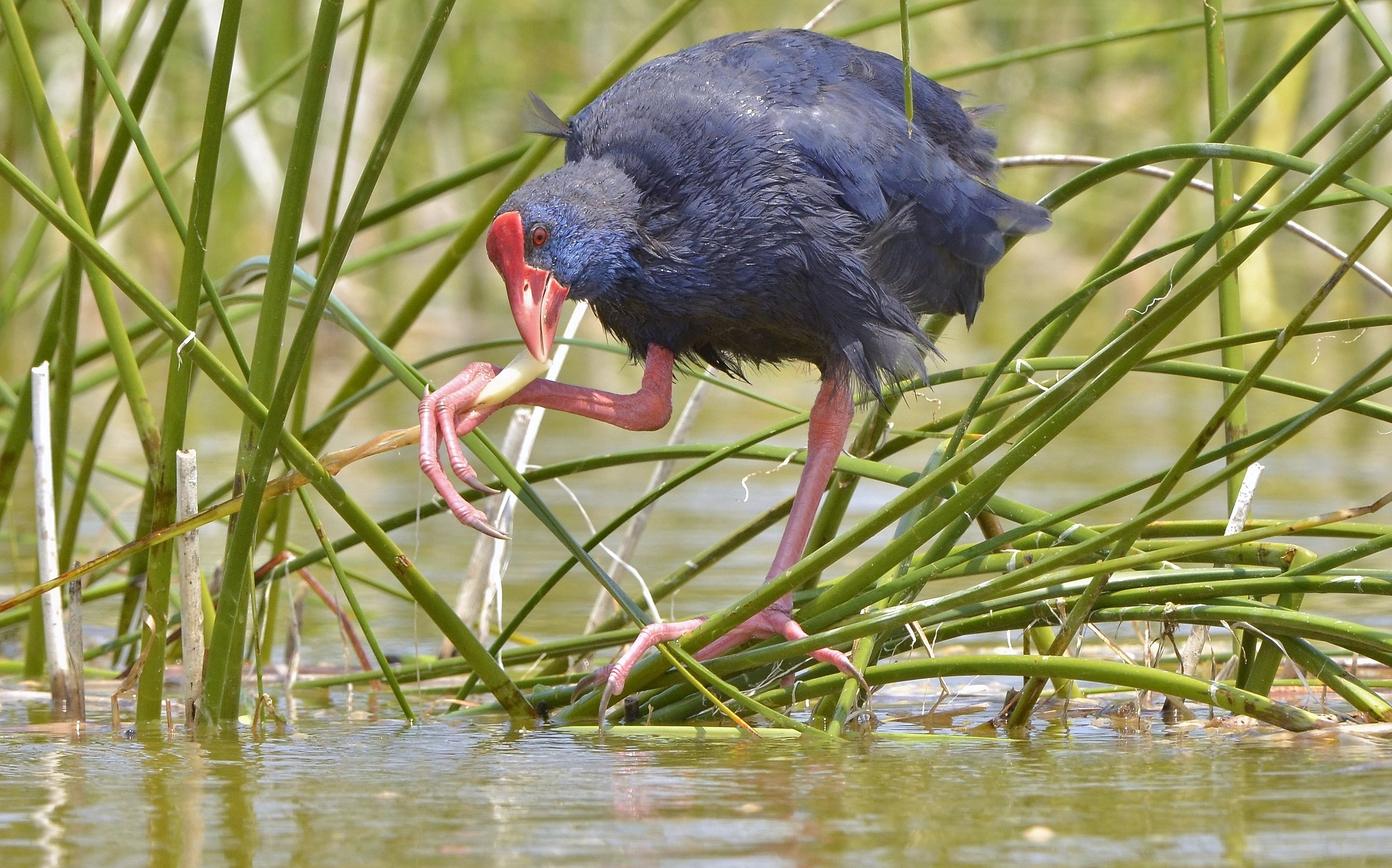The purple gallinule