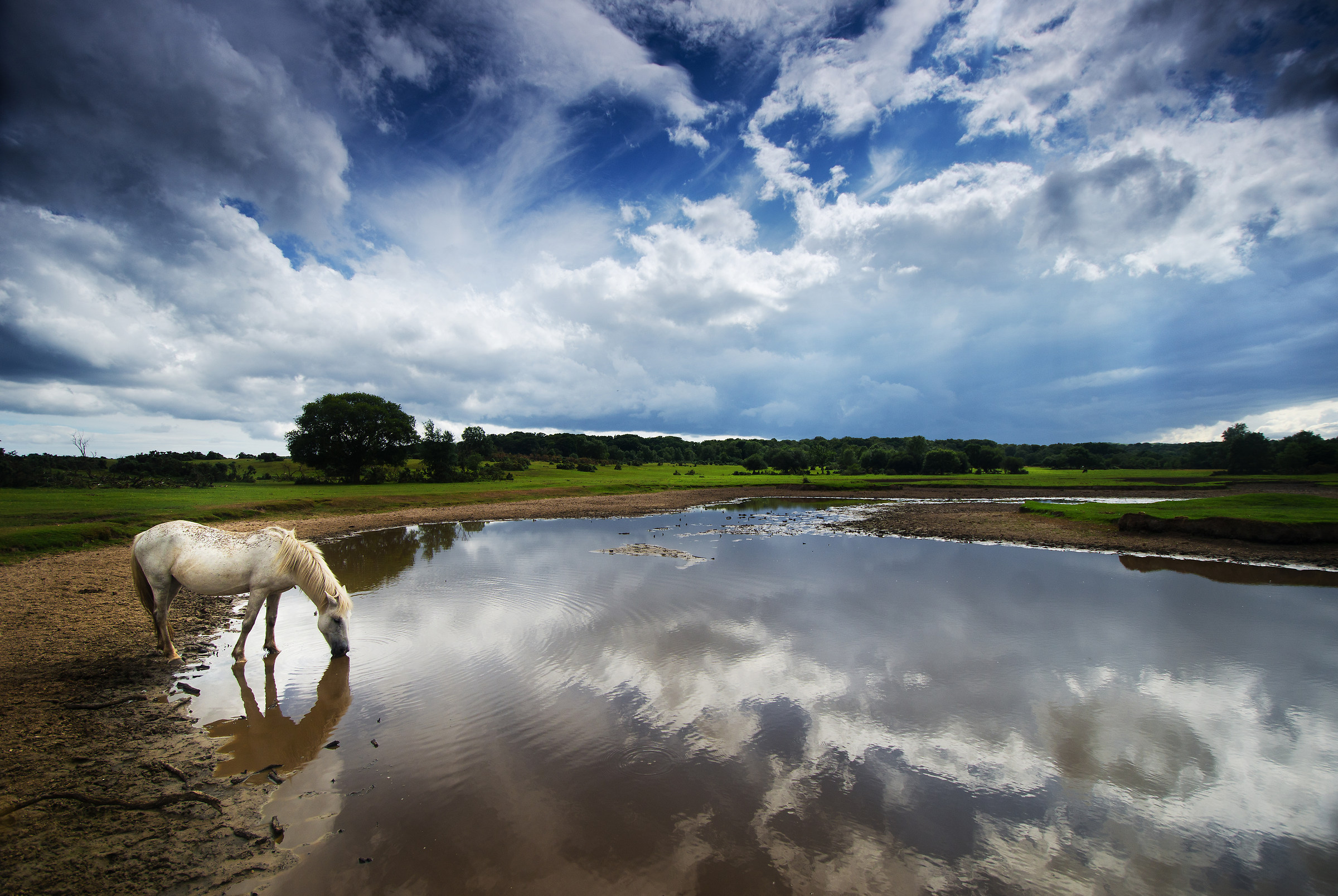 New Forest Pony Drinks after the Storm