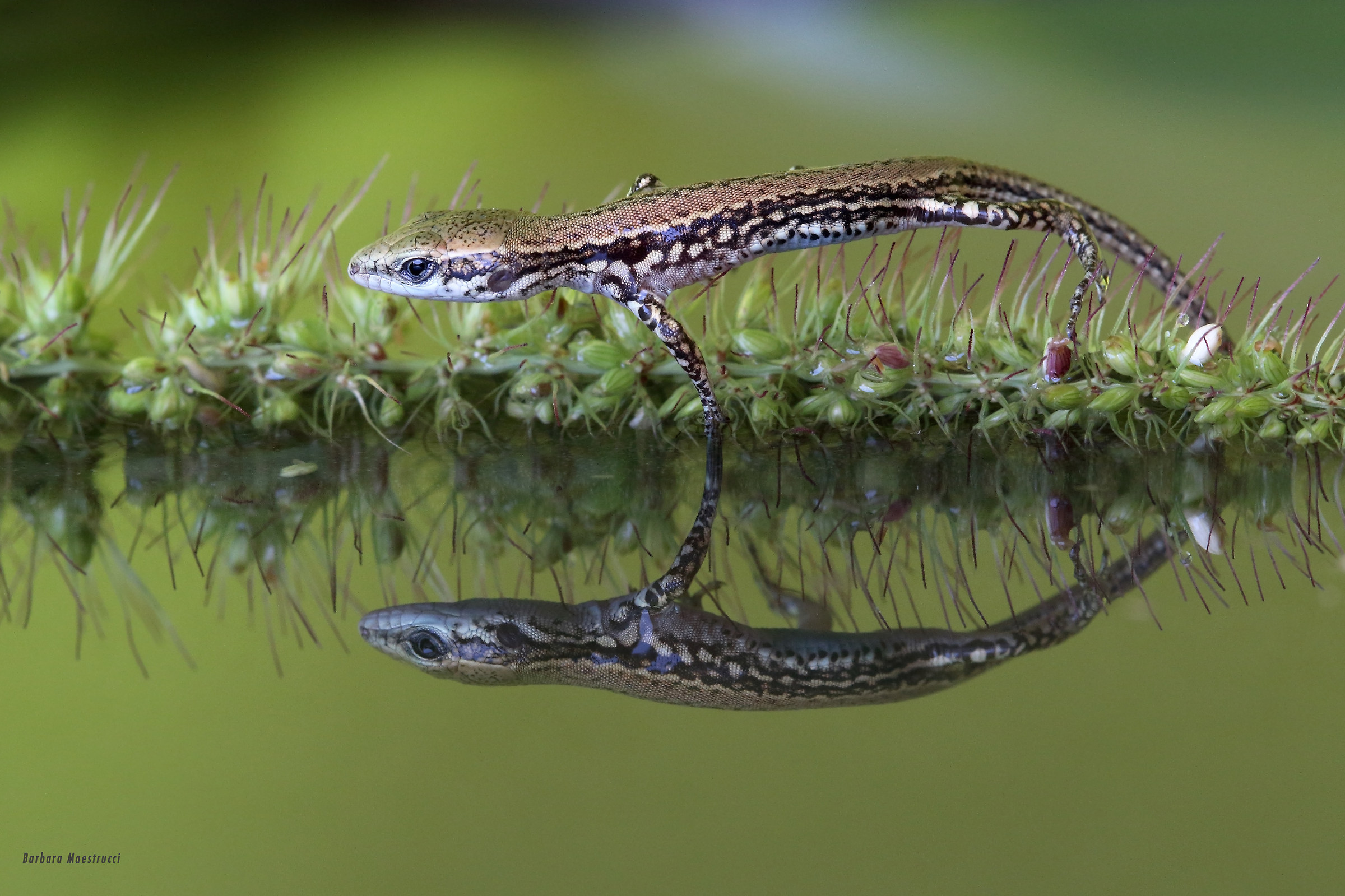 I mirror in your water ..