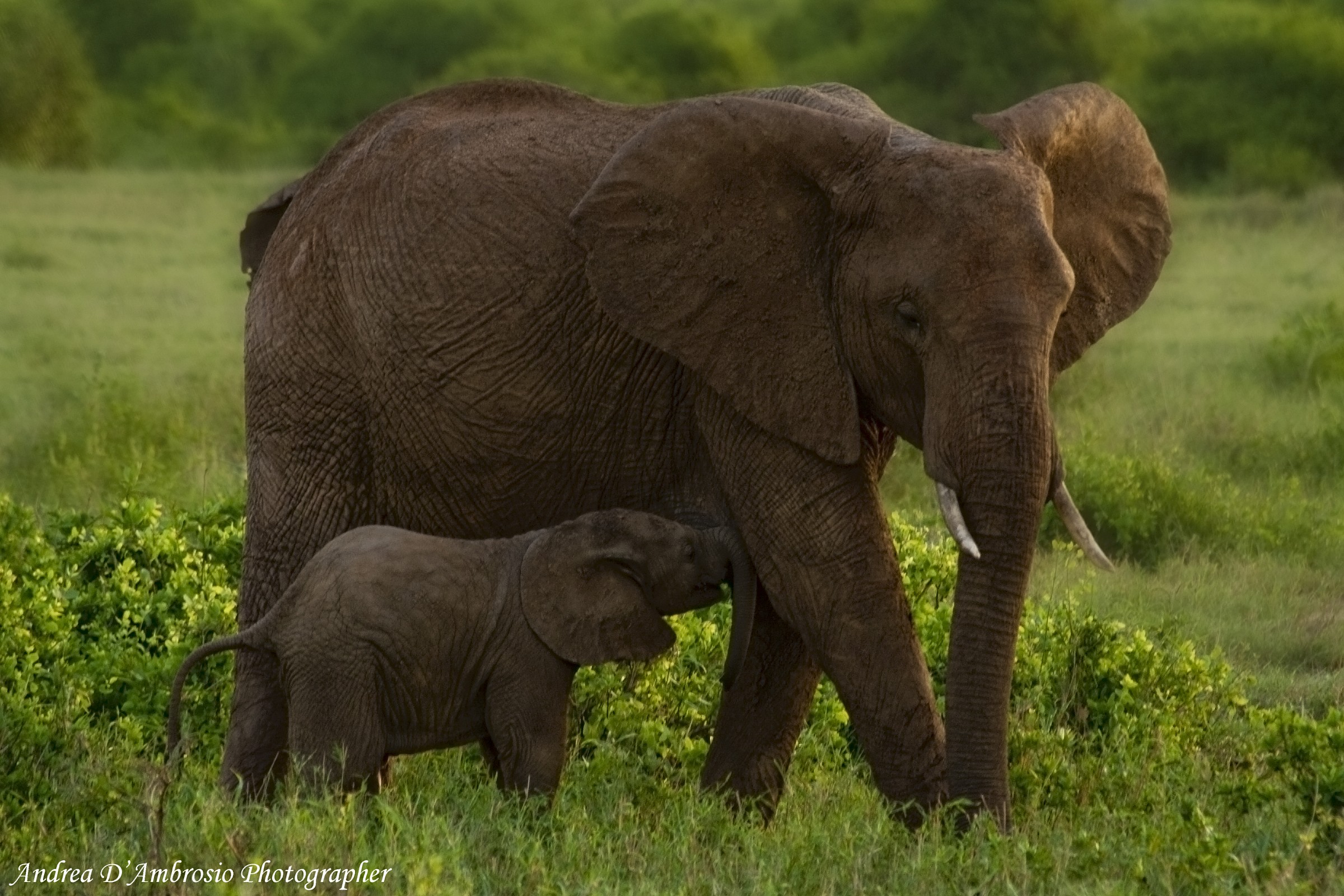 piccolo in allattamento