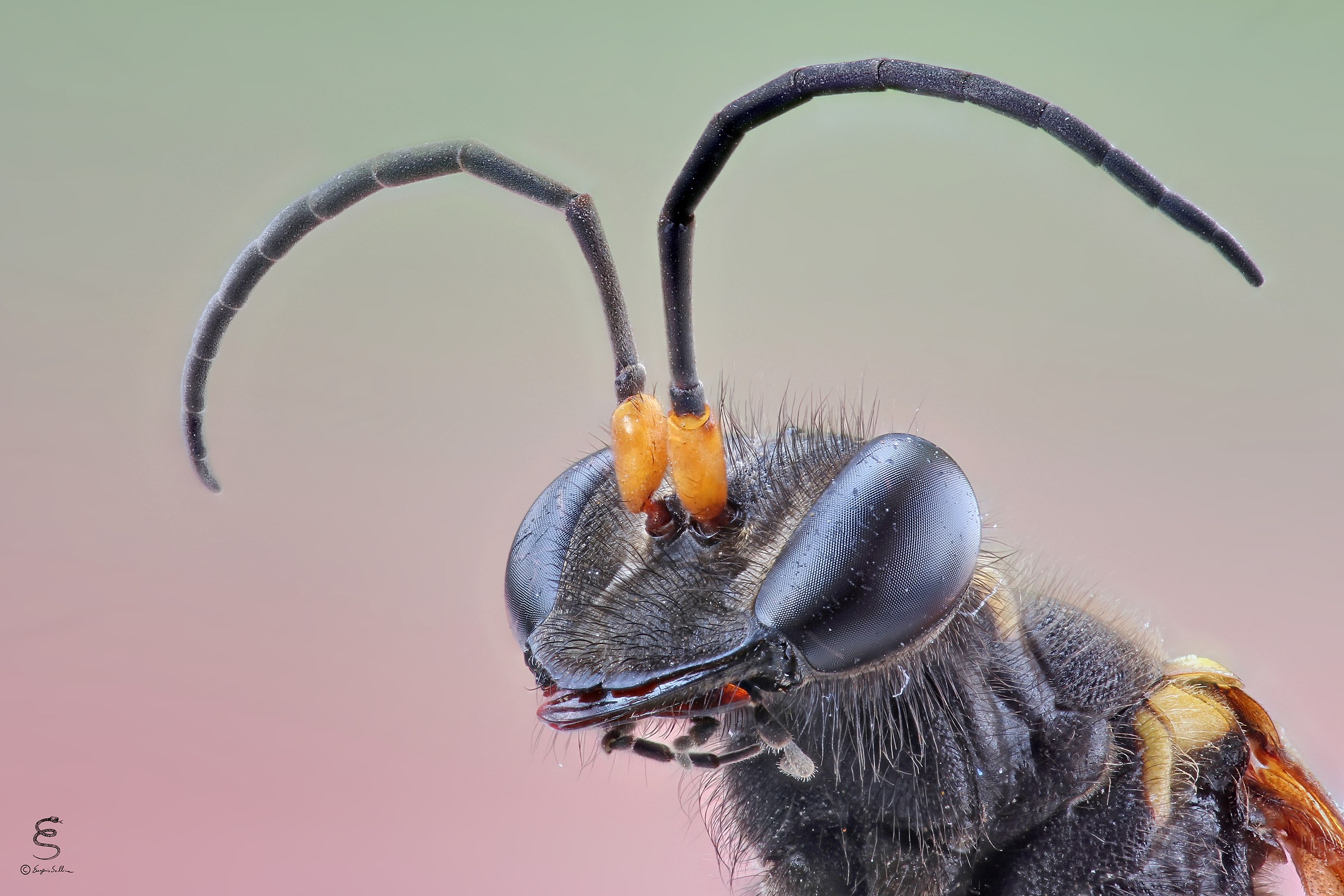 Portrait of potter wasp
