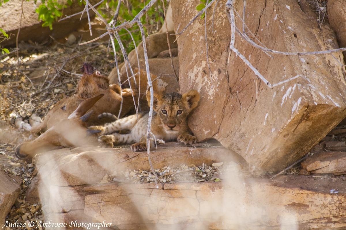 The puppy and Prey 2