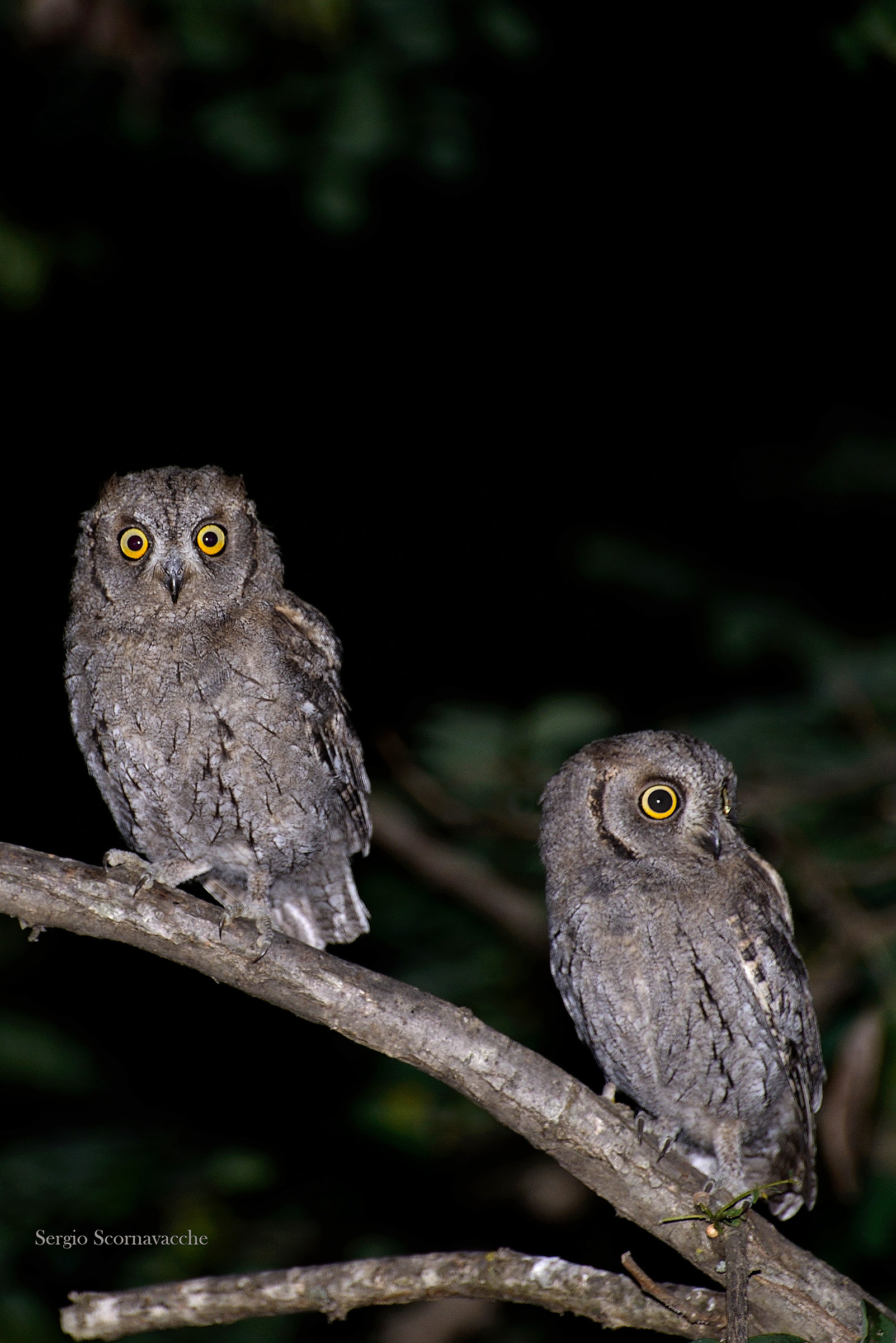 Horned owls in pairs