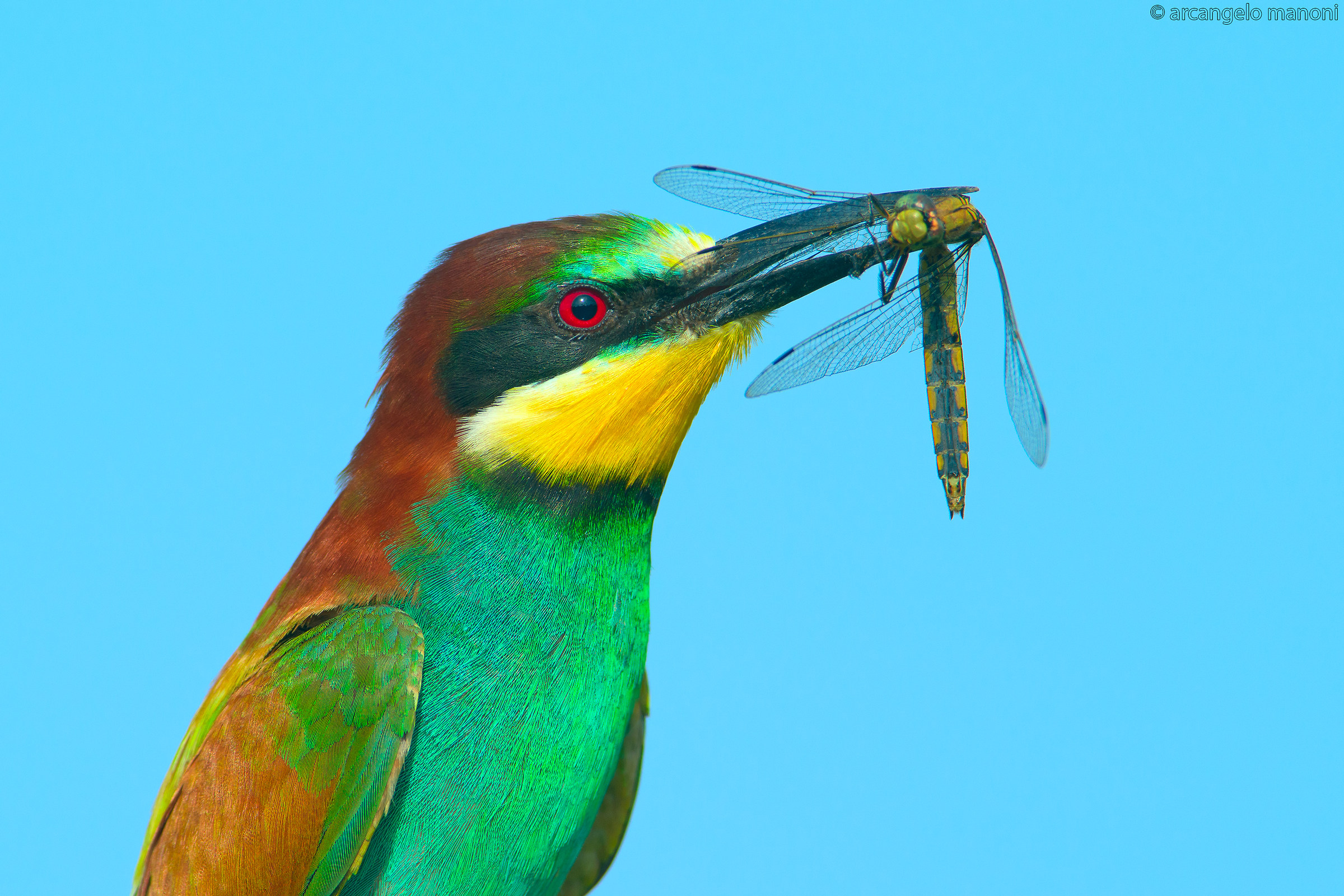Una libellula per preda
