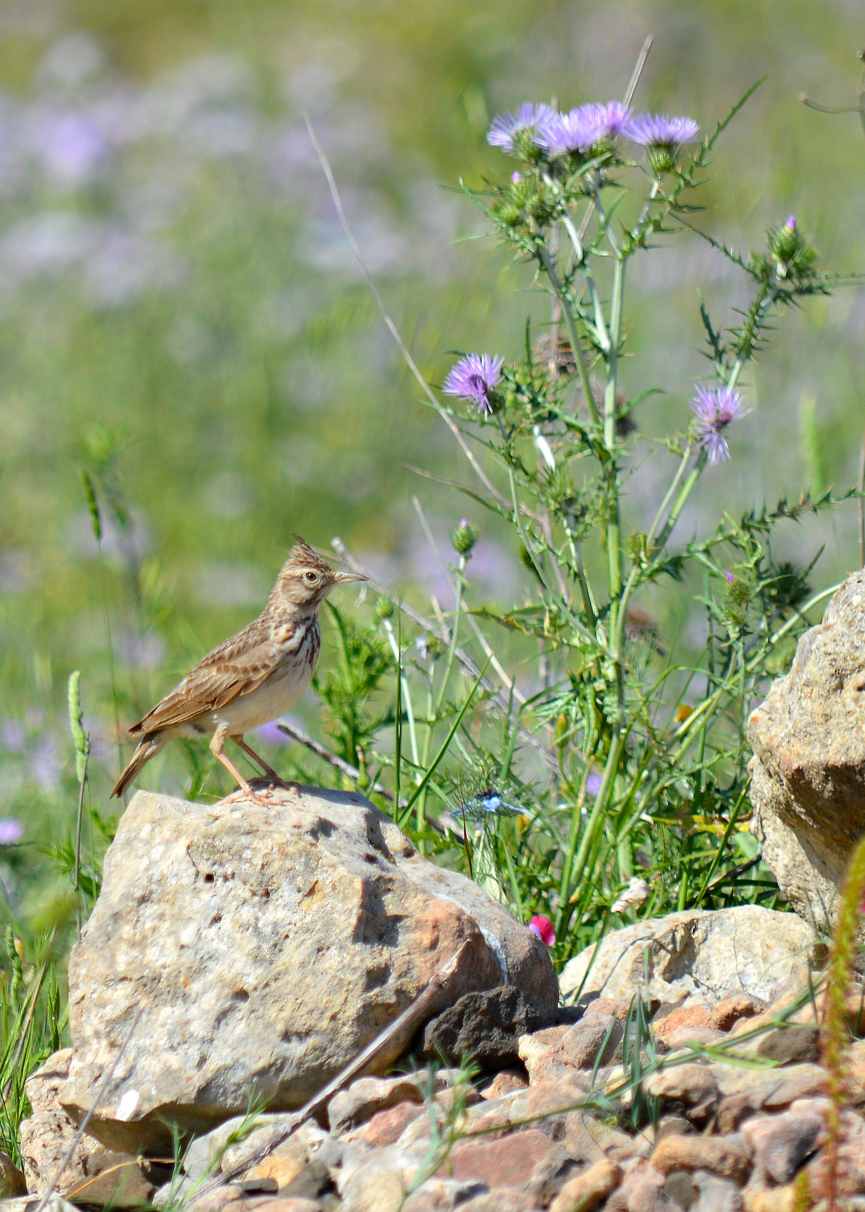 Cappellaccia - Galerida cristata