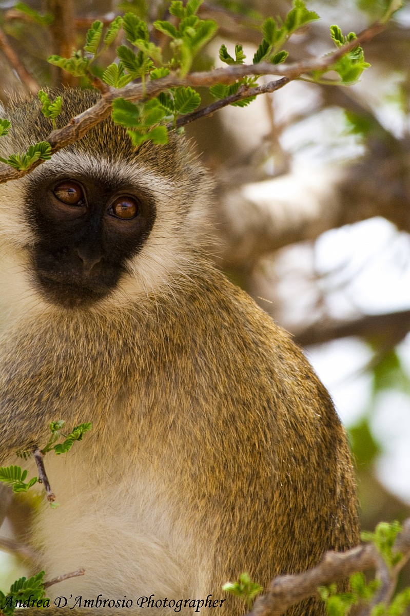 Vervet Monkey