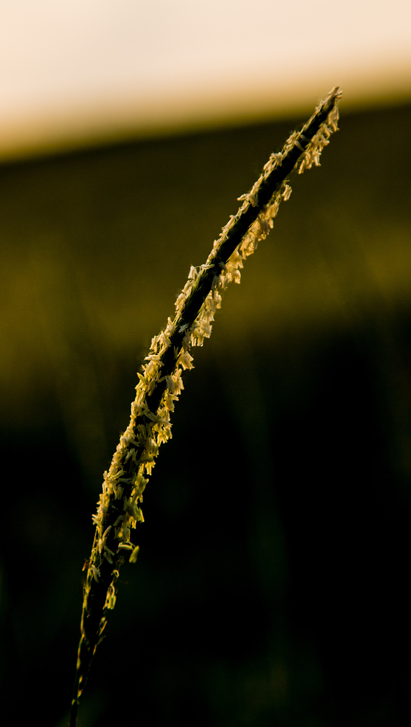 It is turned on and the light bulb