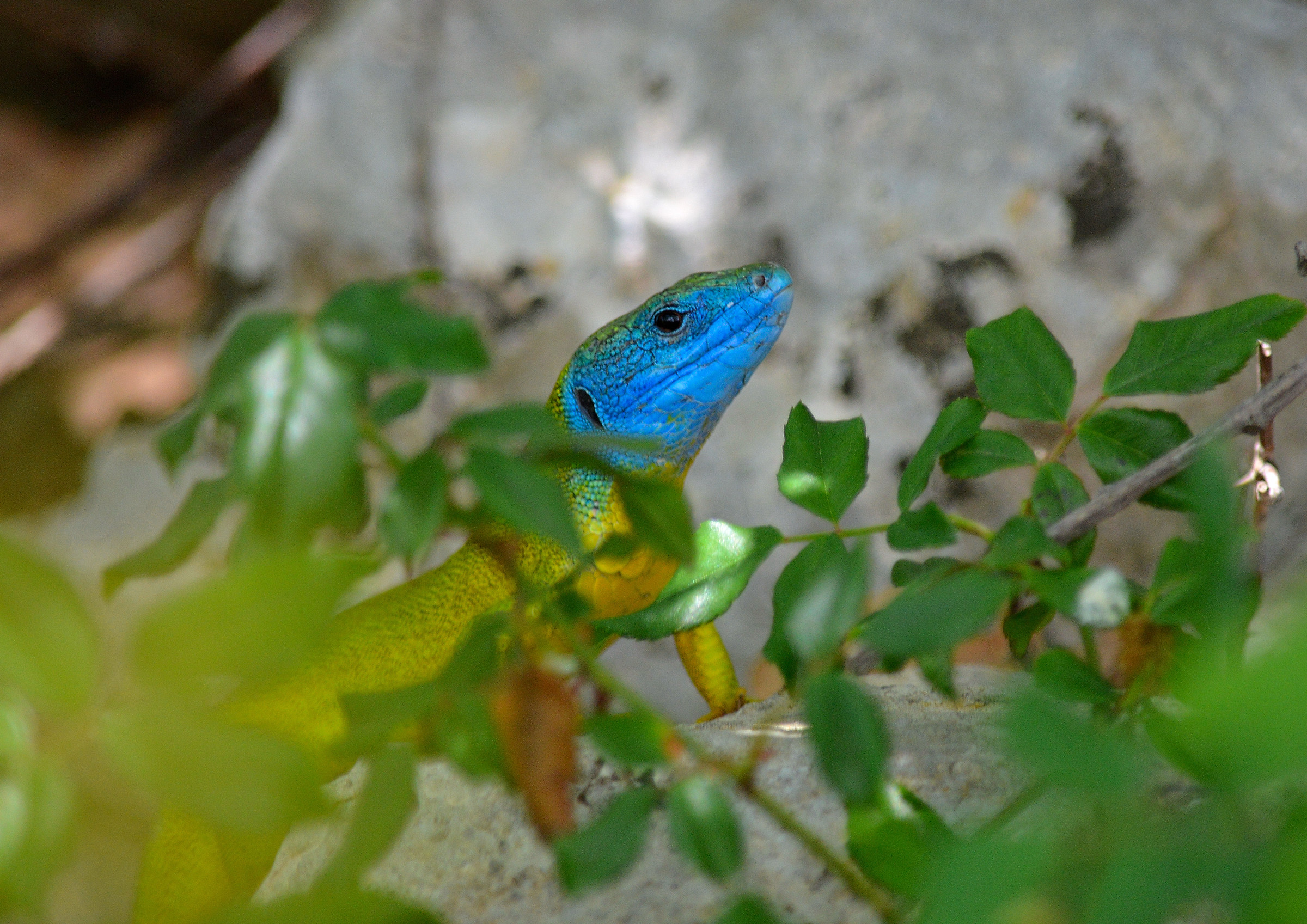 Male lizard - Lacerta bilineata