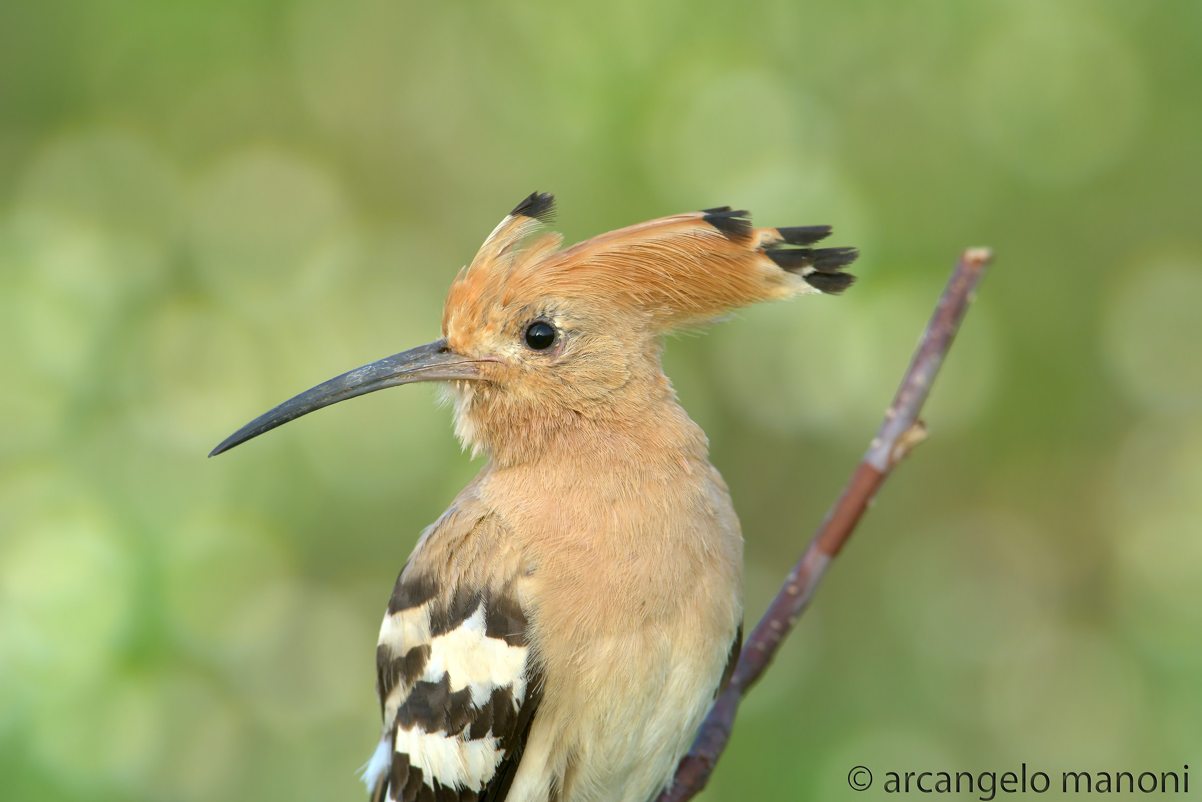 Hoopoe in this memorable event in the morning
