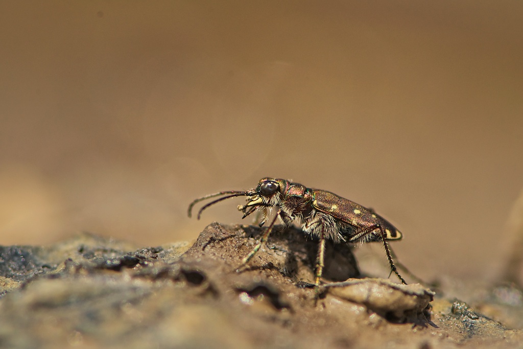 Cicindela hybrida