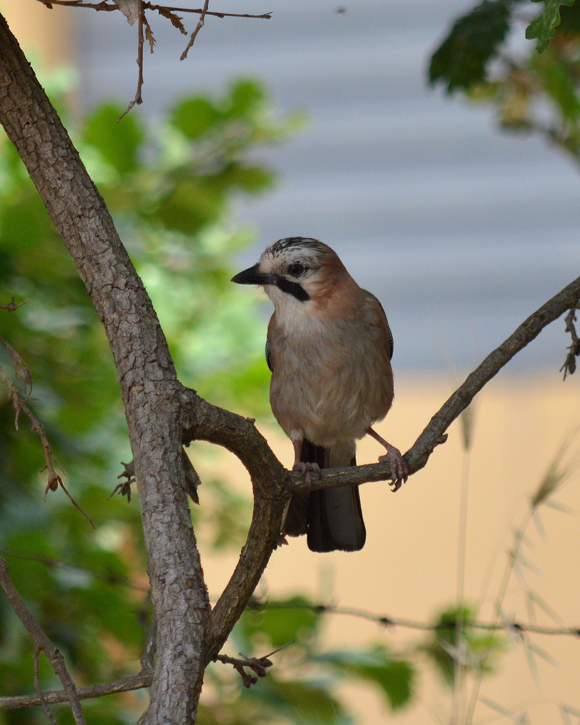 Jay - Garrulus glandarius