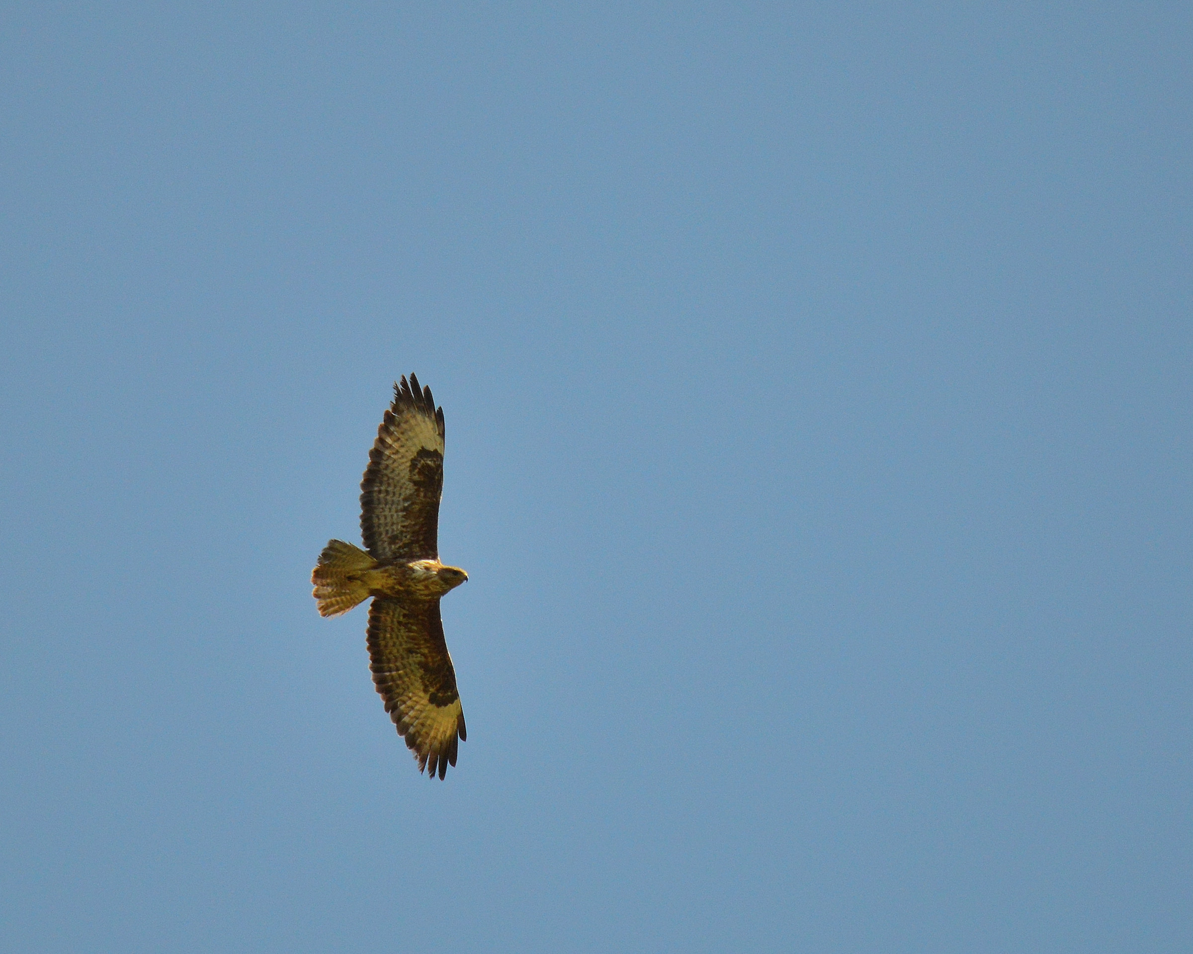 Buzzard - Buteo buteo