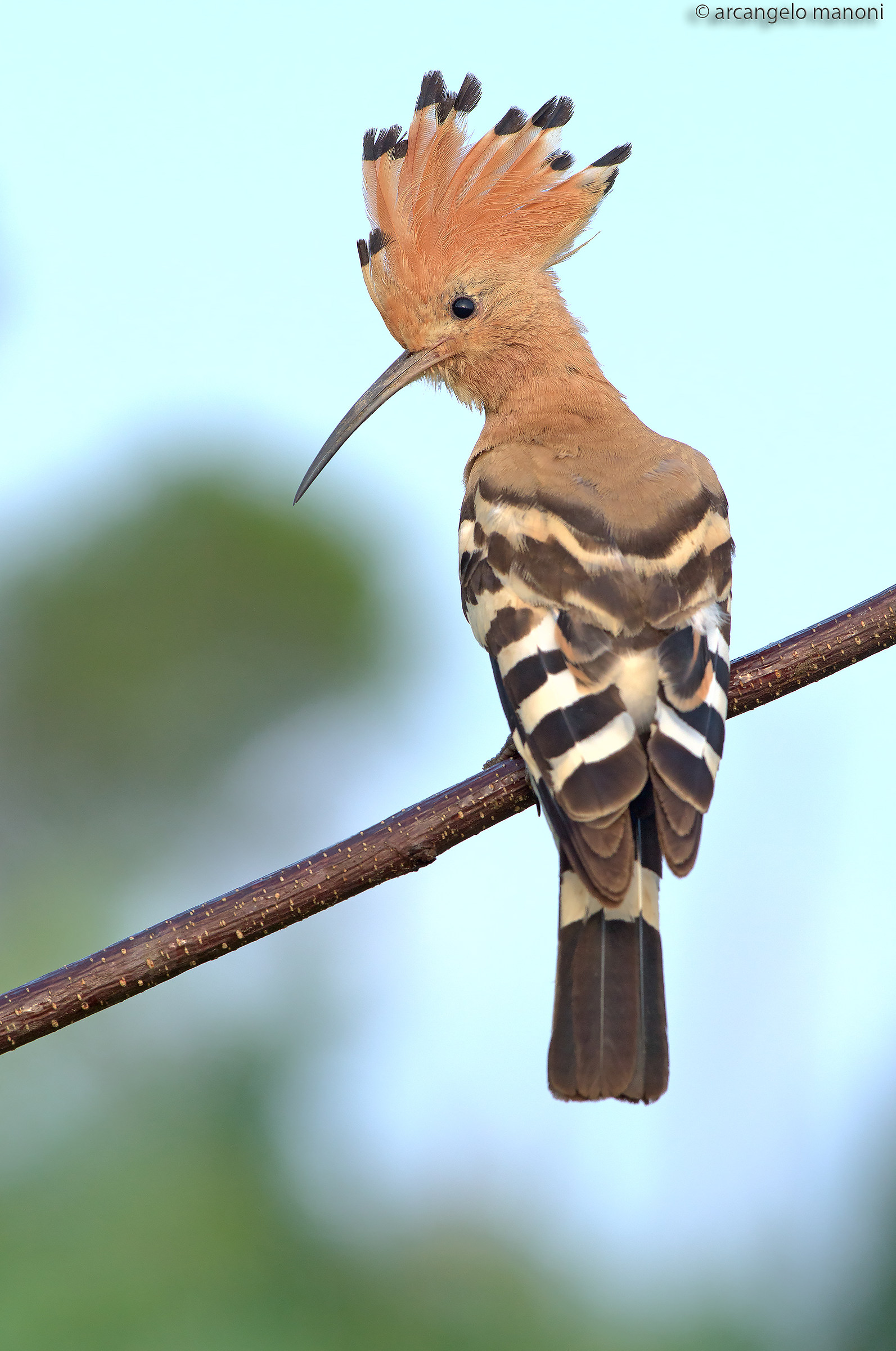 Il mio amico galletto marzaiolo all'alba