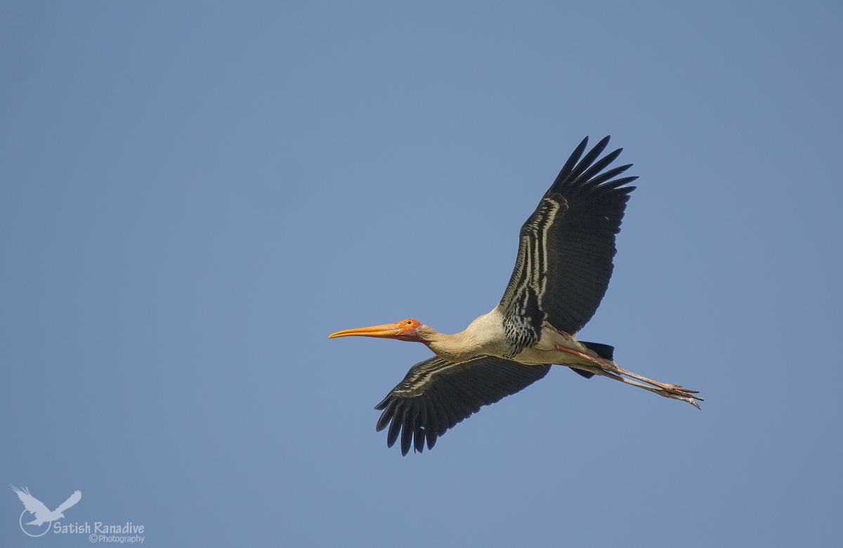 Painted Stork.