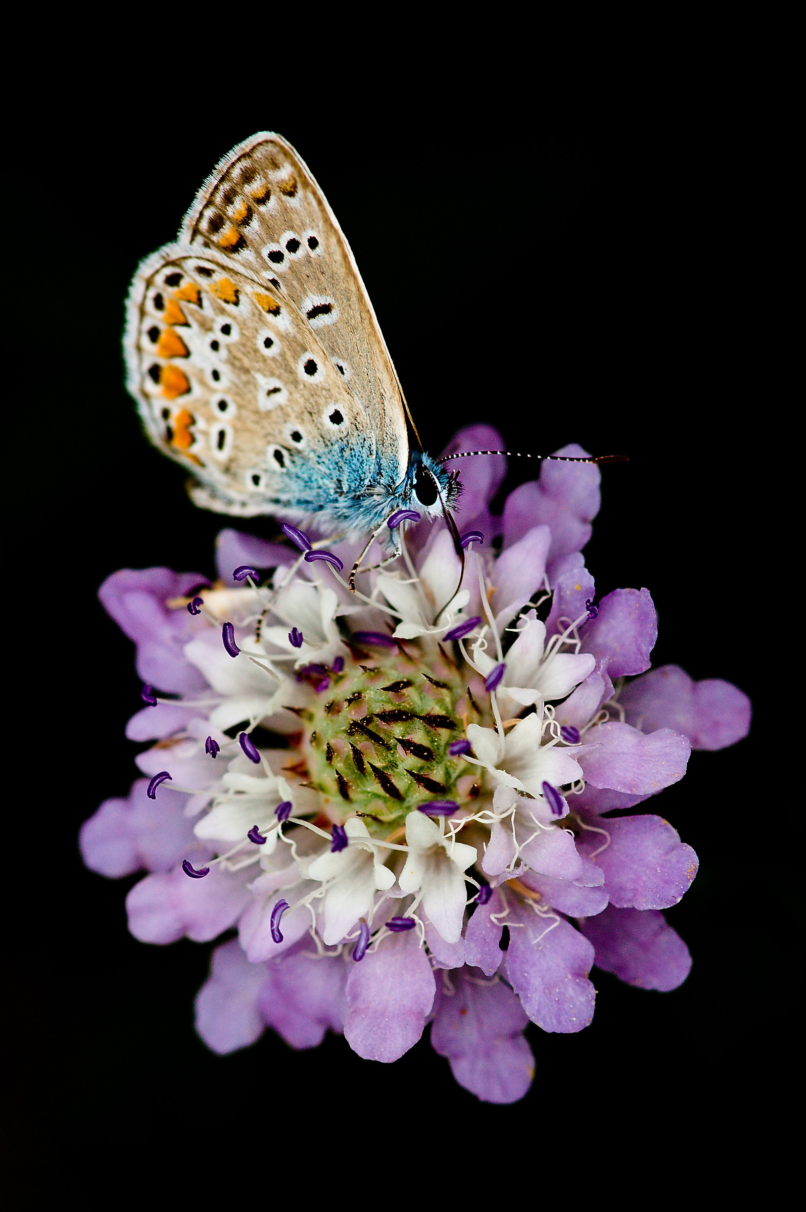 Protagonisti del Macromondo #6