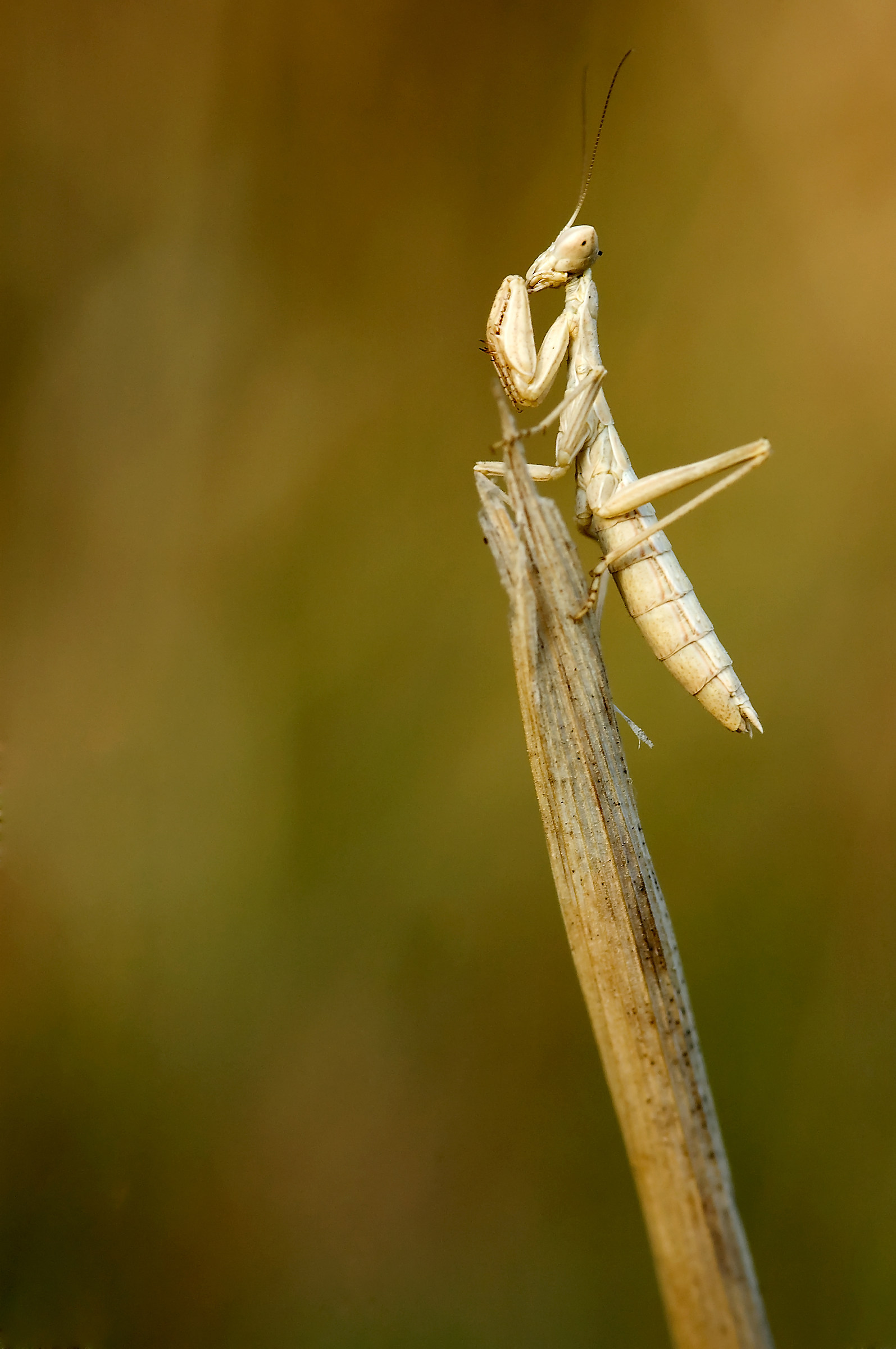 Protagonisti del Macromondo #8