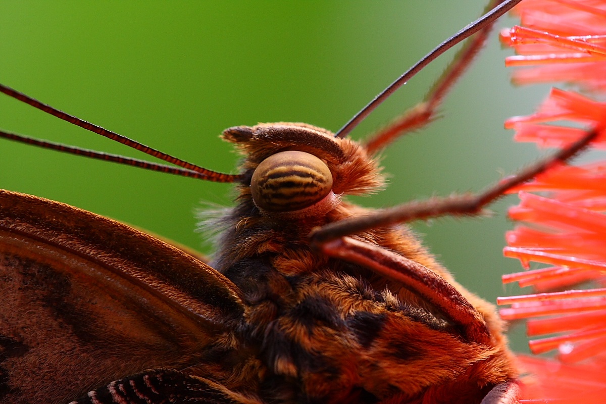 Caligo eurilochus (Nymphalidae)