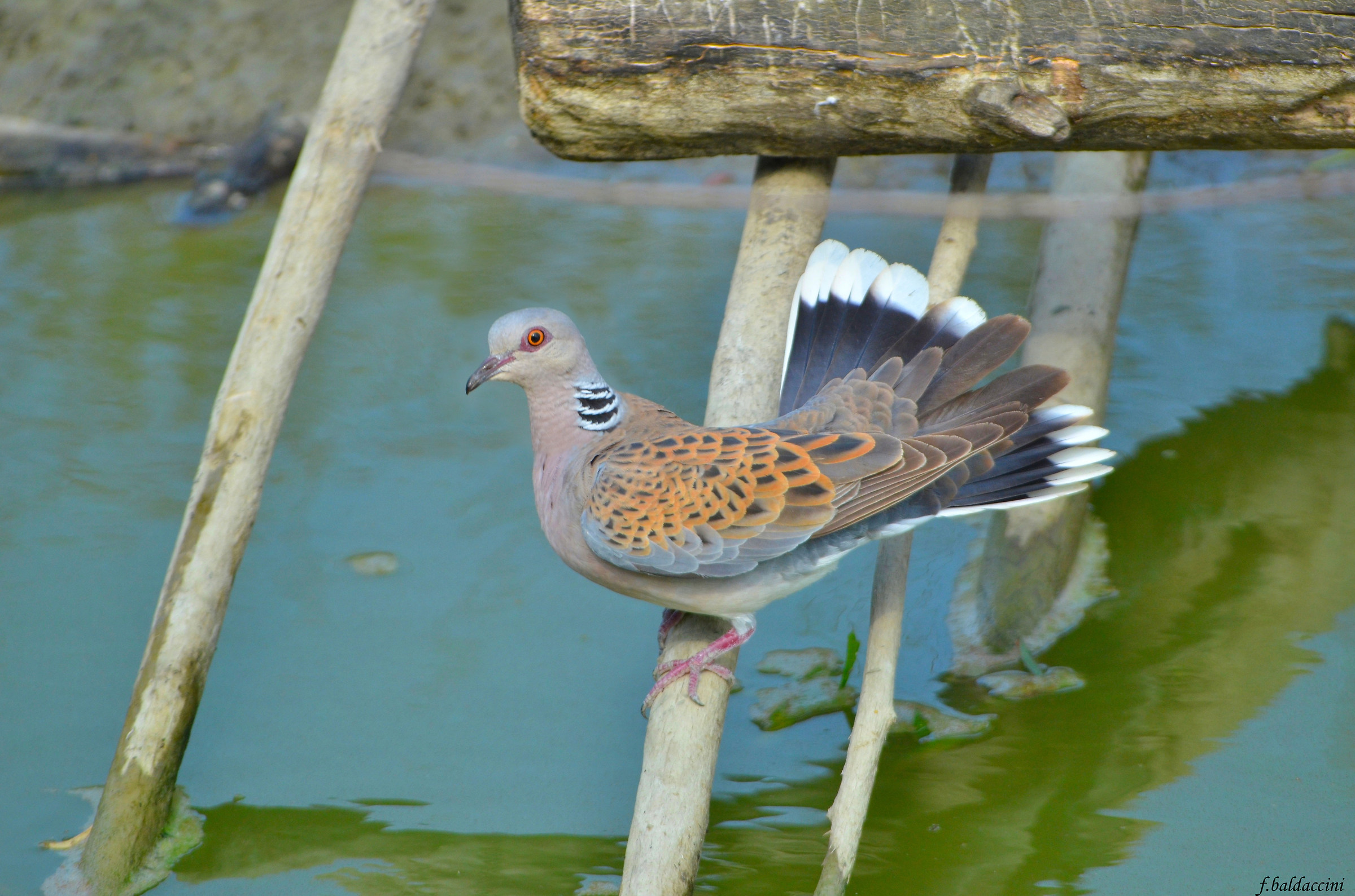 turtle dove