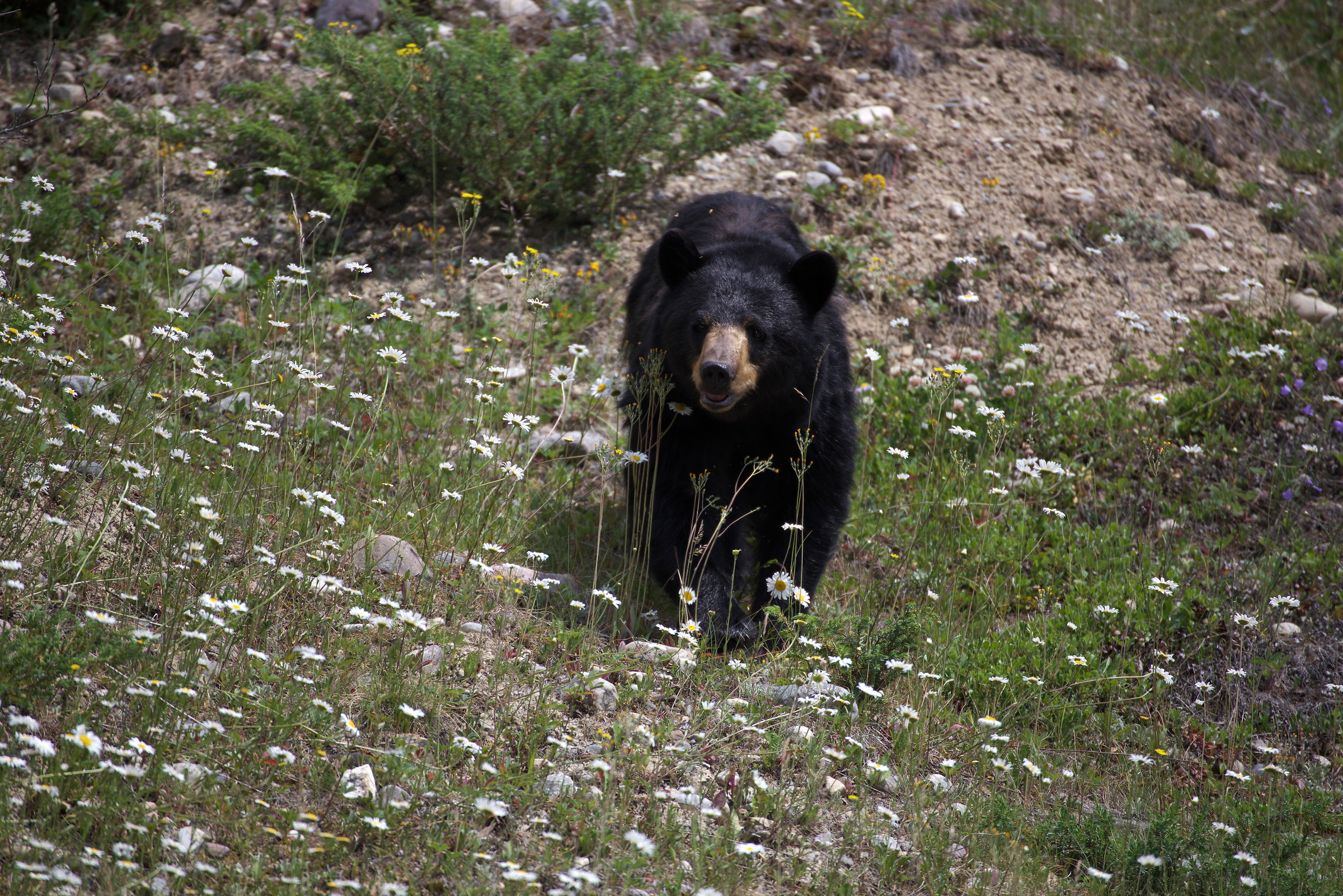 Canada- Parco Naz. di Banff