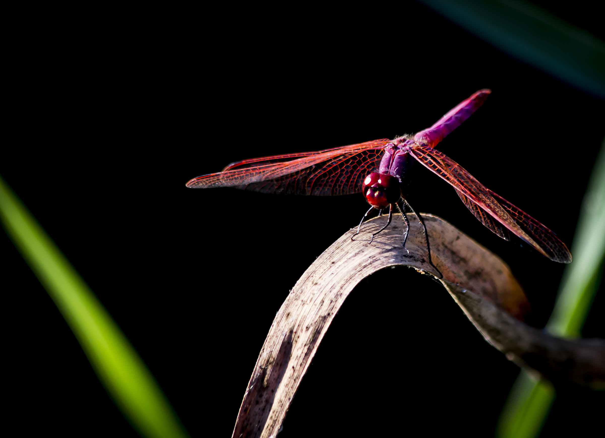 Red Dragonfly ...