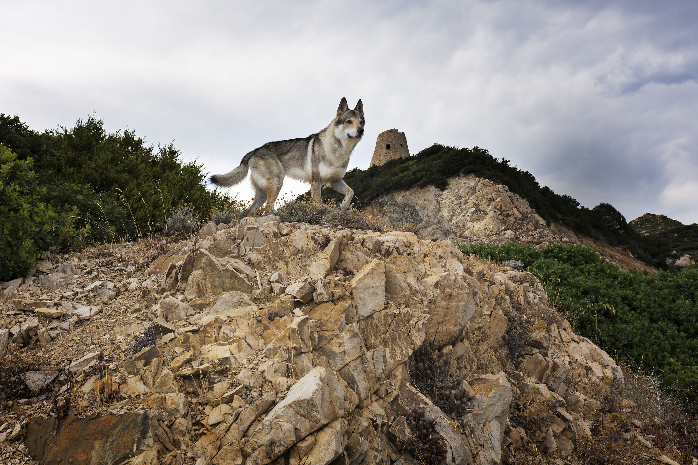 The king over the mountain