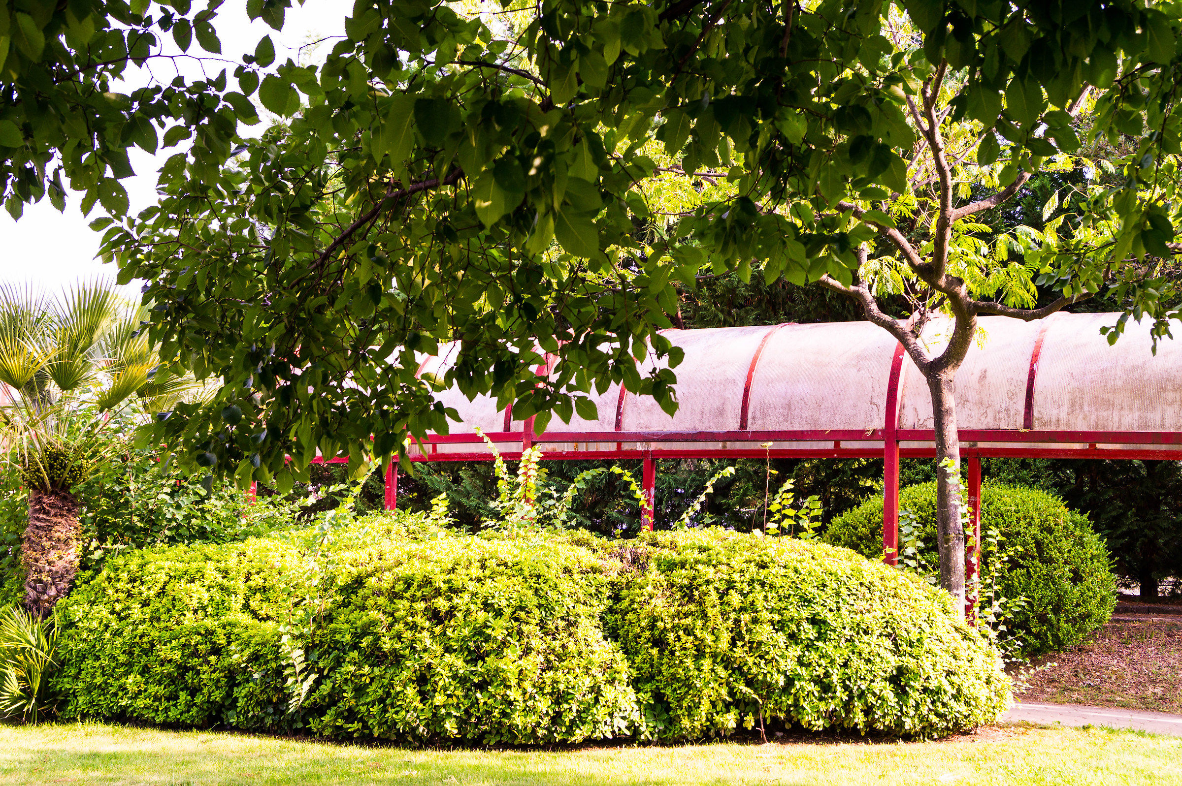 una giungla urbanizzata