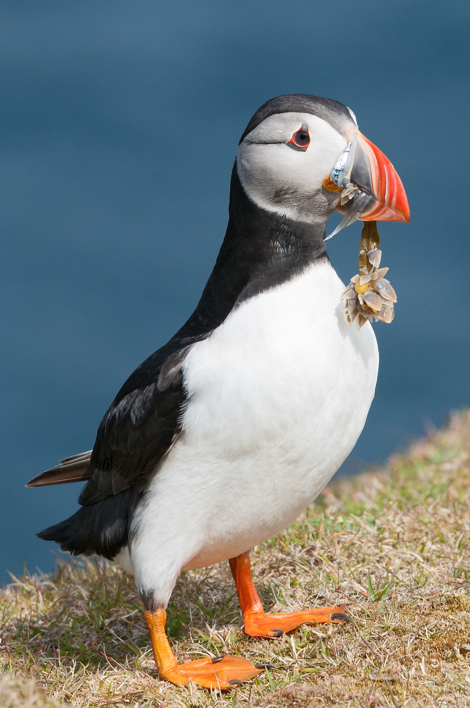 Puffin