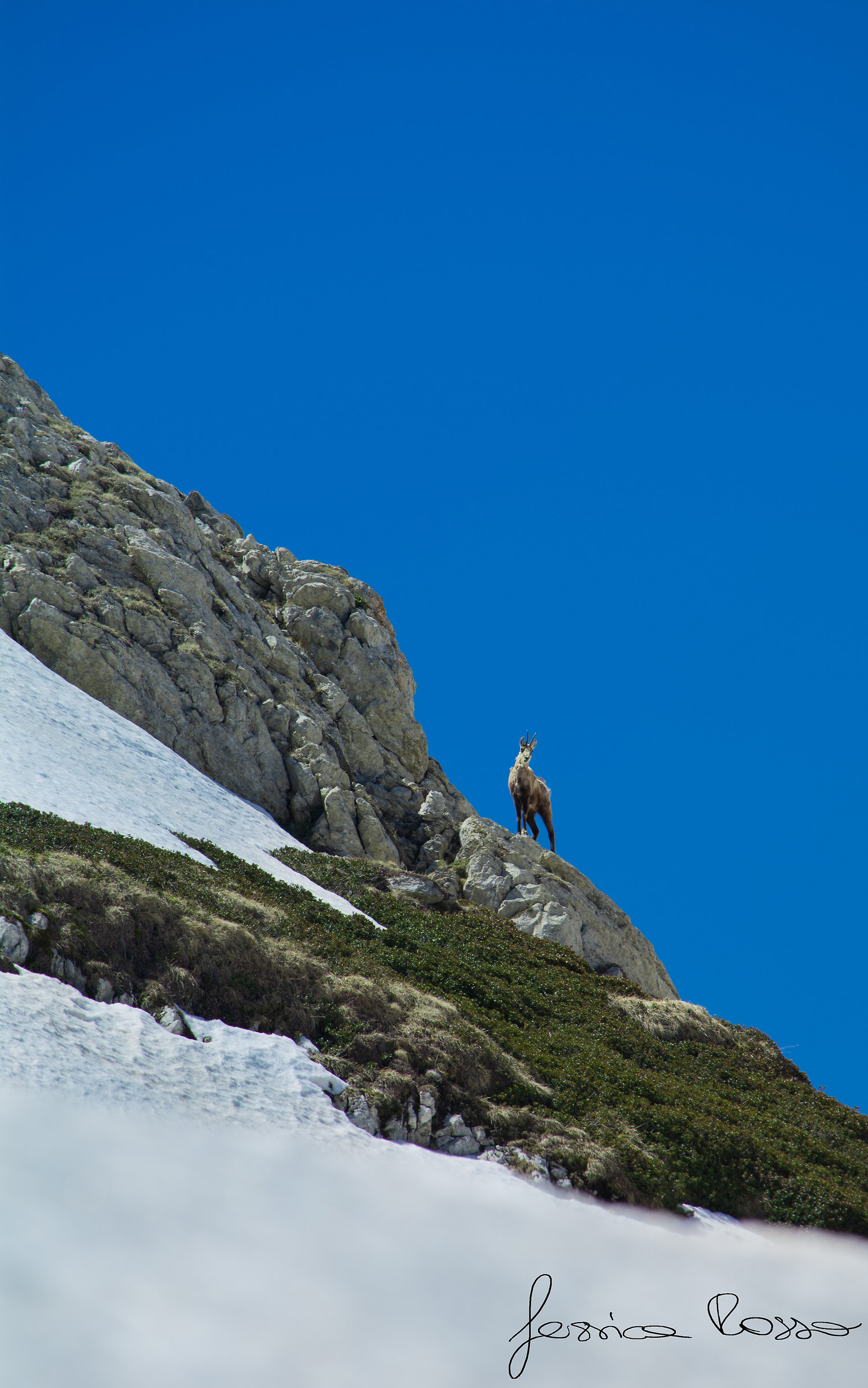 Chamois D'oro