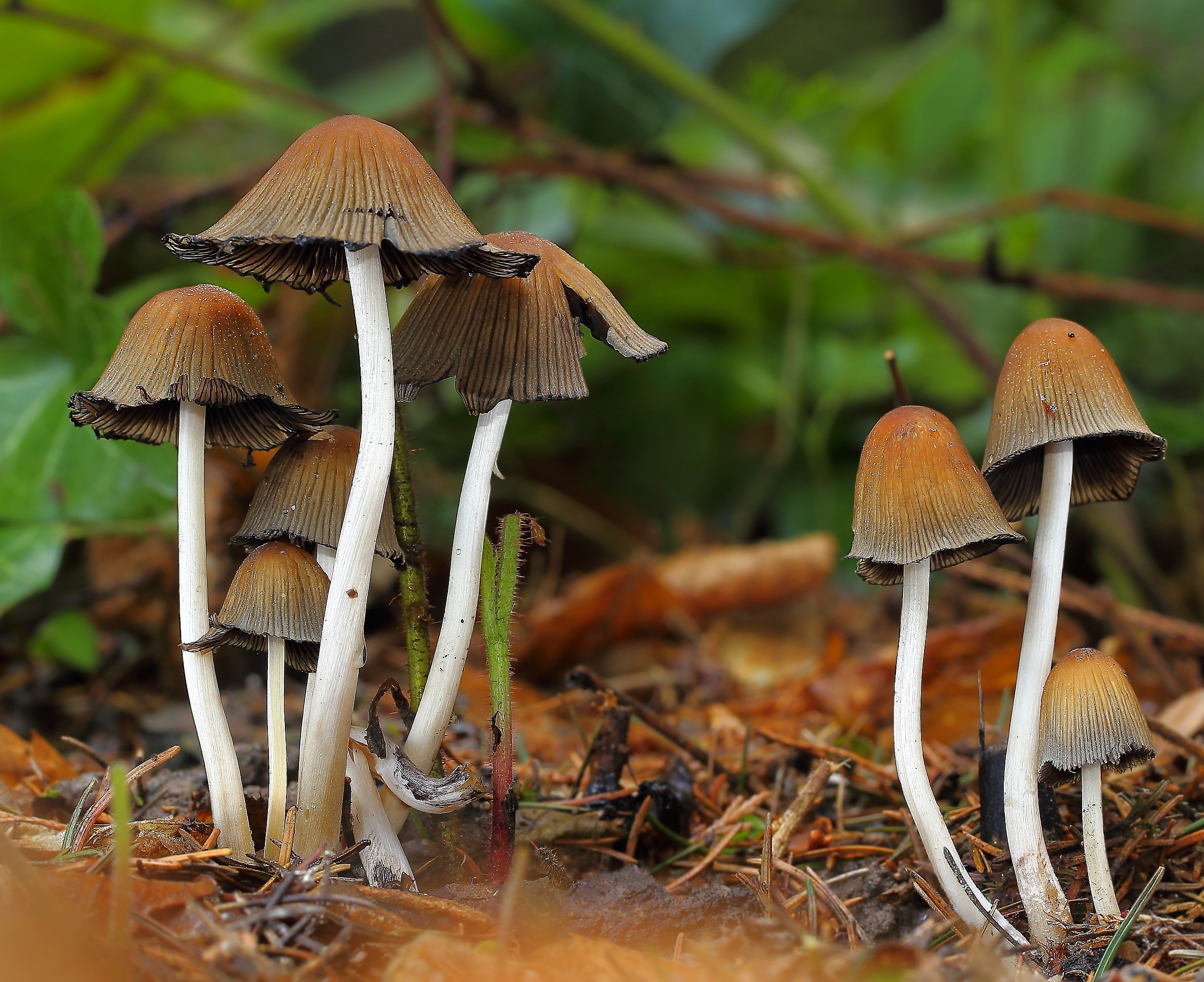 Family Coprinus sp.