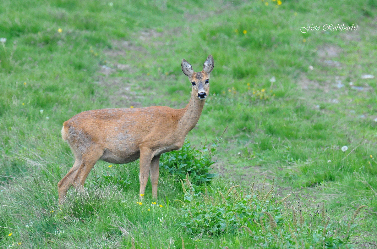 Capriolini coming ...