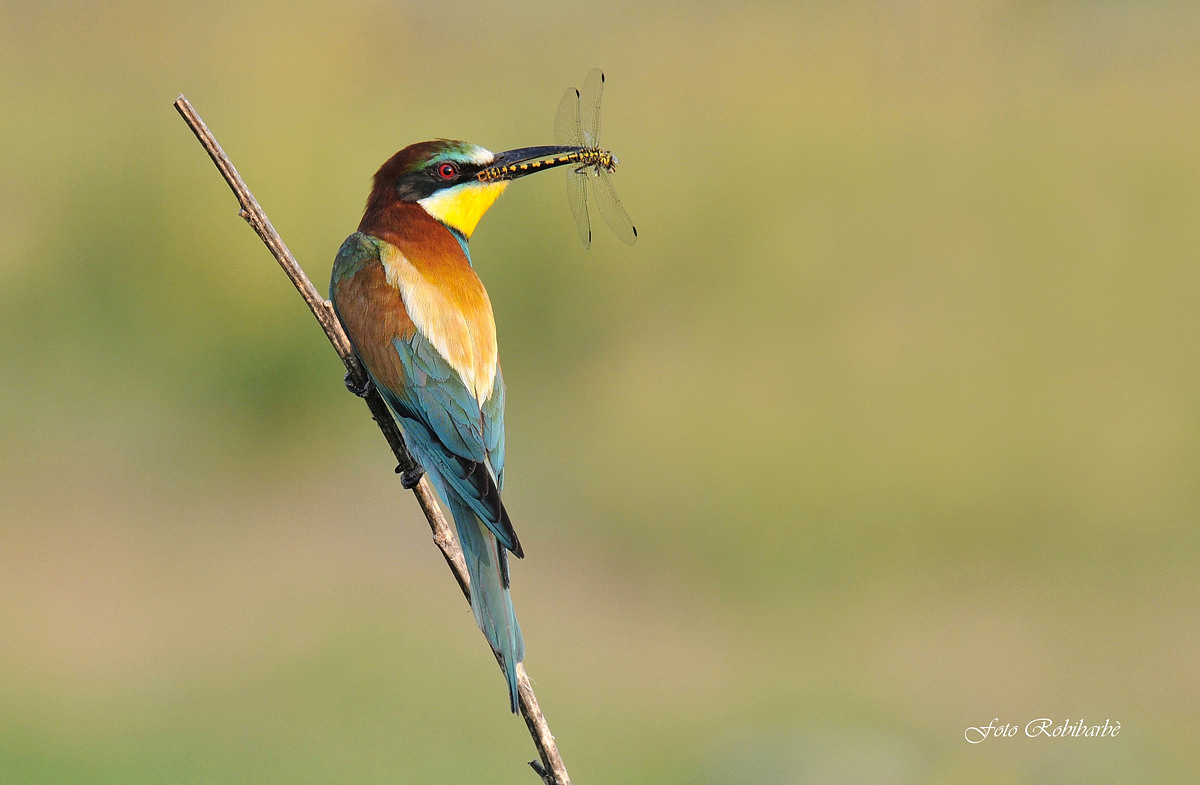 Gruccione al tramonto....
