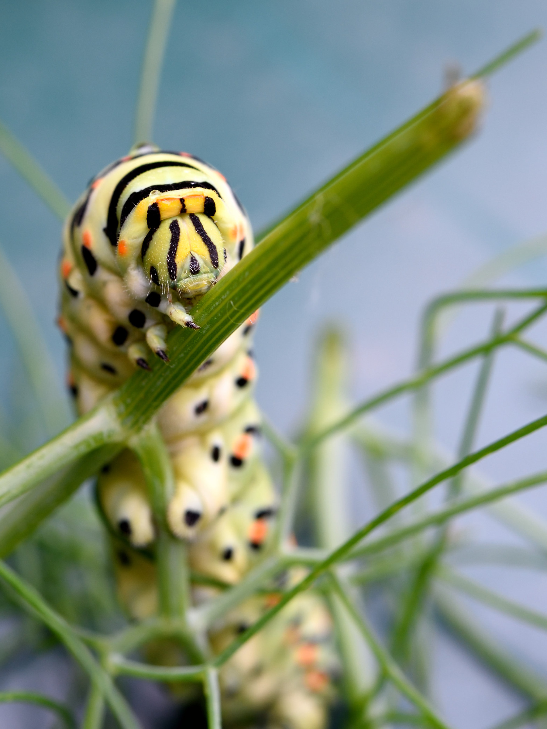 Spuntino per il Bruco!