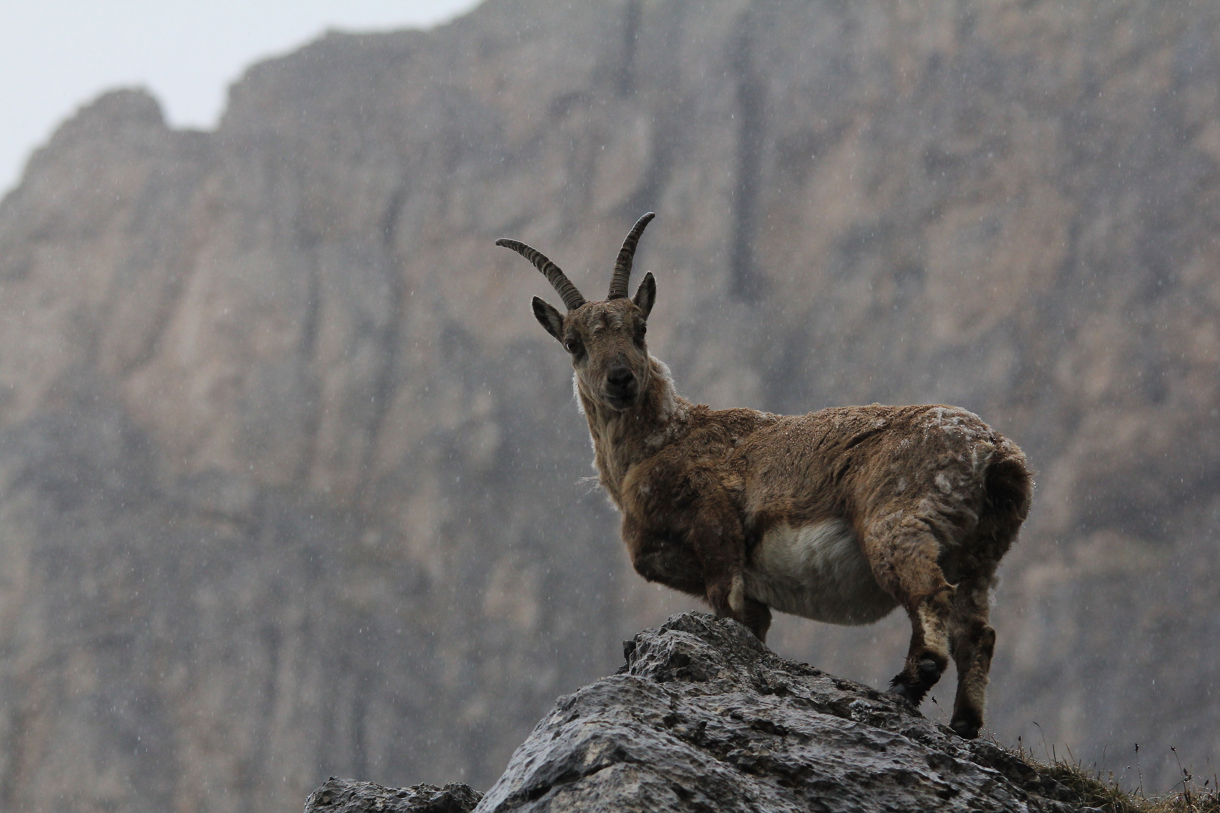 Ibex