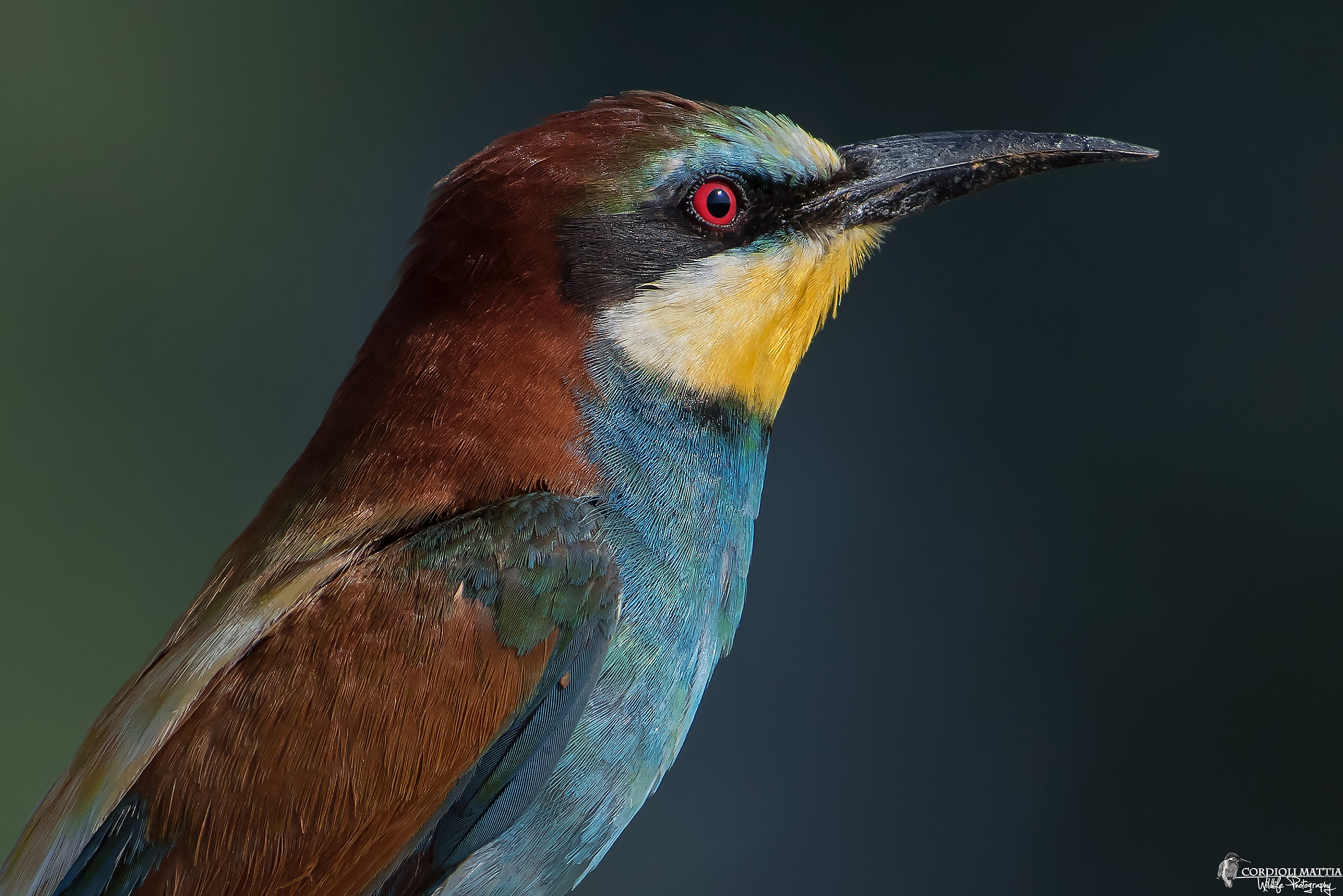 Gruccione Portrait...