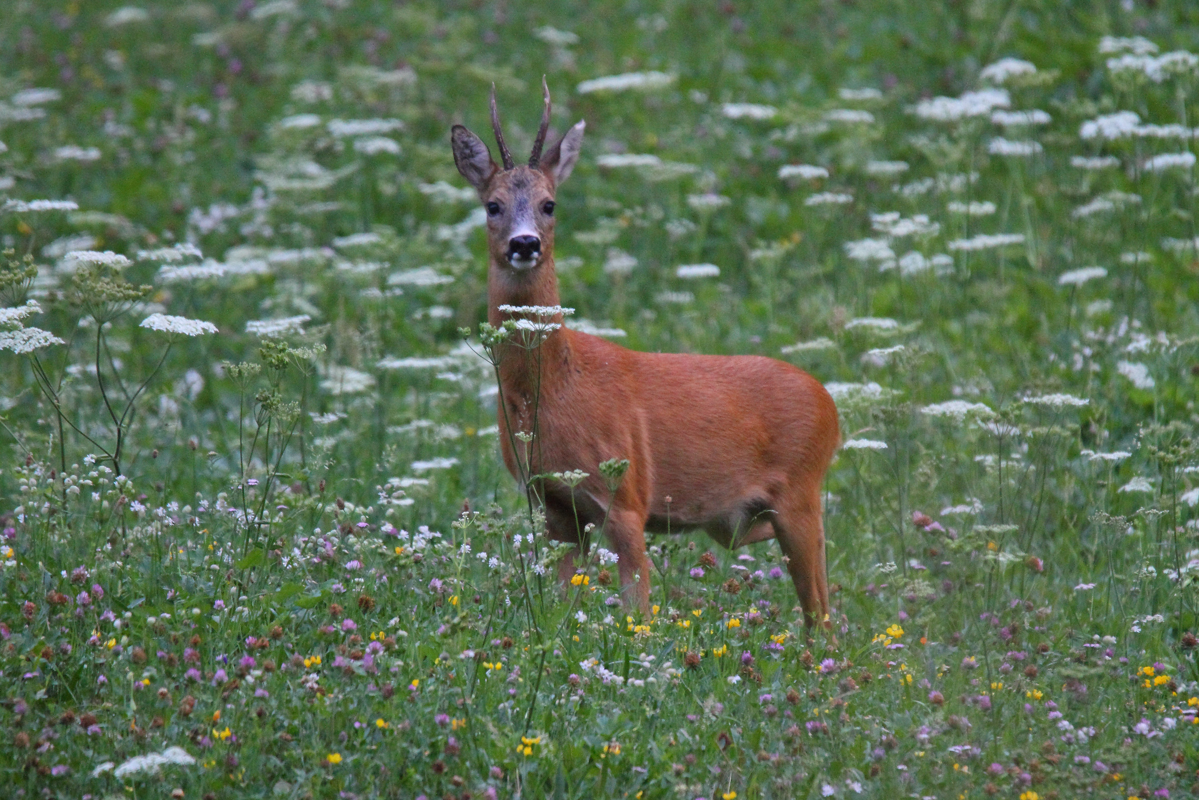 male deer